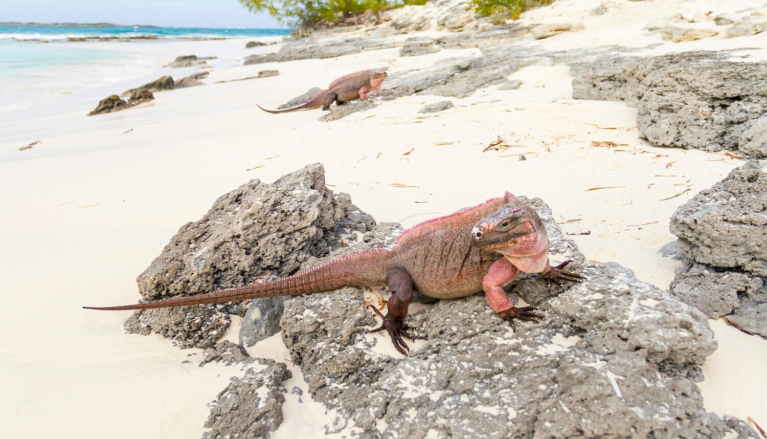 Zwei Leguane sonnen sich auf zwei Felsen am Strand. Zwei Leguane sonnen sich auf zwei Felsen am Strand.