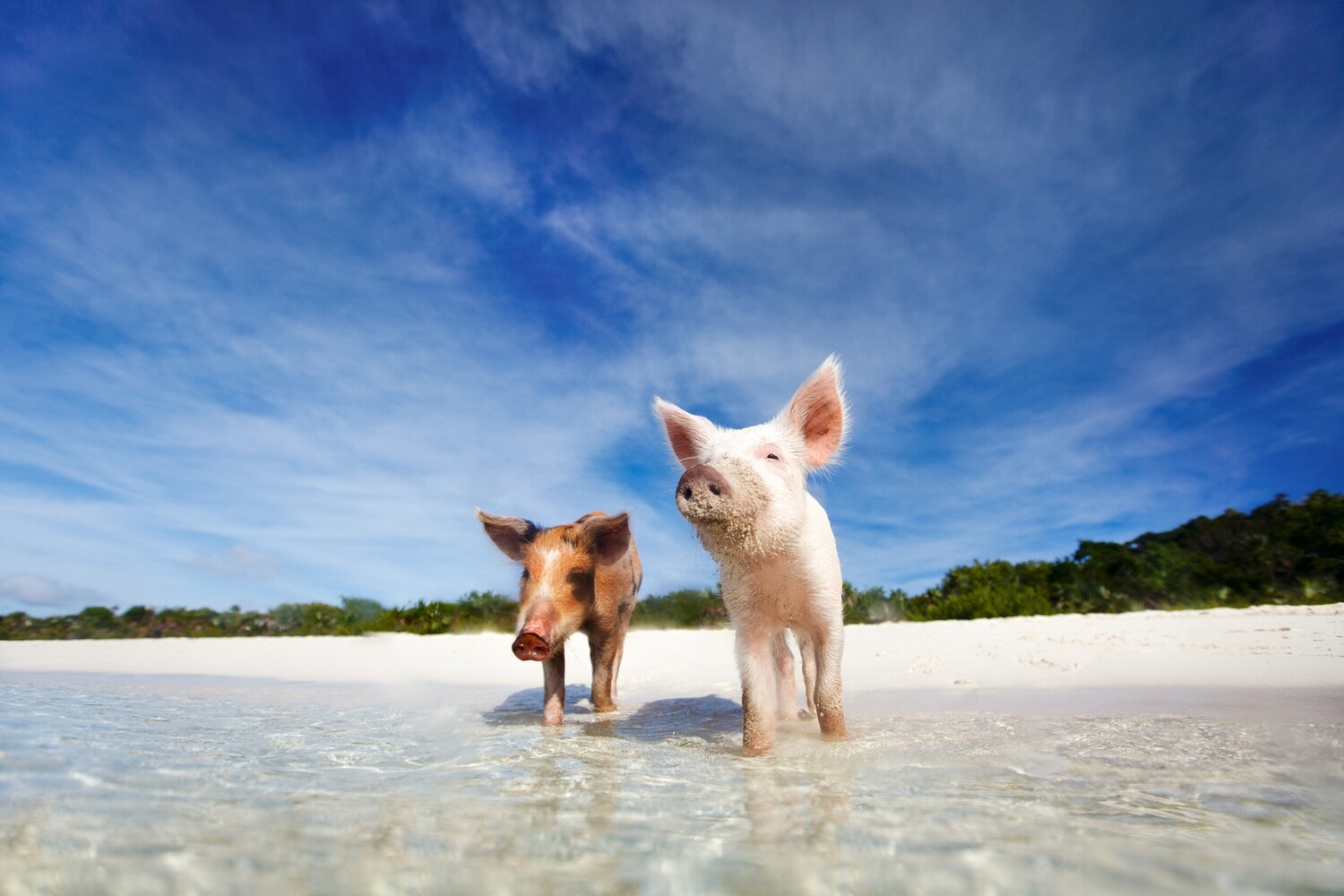 Schweine stehen mit den Beinen im Wasser an einem Sandstrand. Schweine stehen mit den Beinen im Wasser an einem Sandstrand.