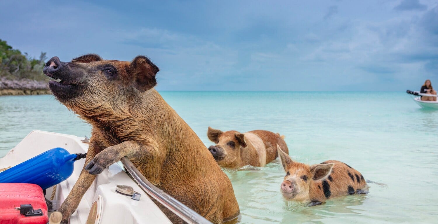 Schwimmende Schweine im Meerwasser kommen auf ein Boot zu. Schwimmende Schweine im Meerwasser kommen auf ein Boot zu.