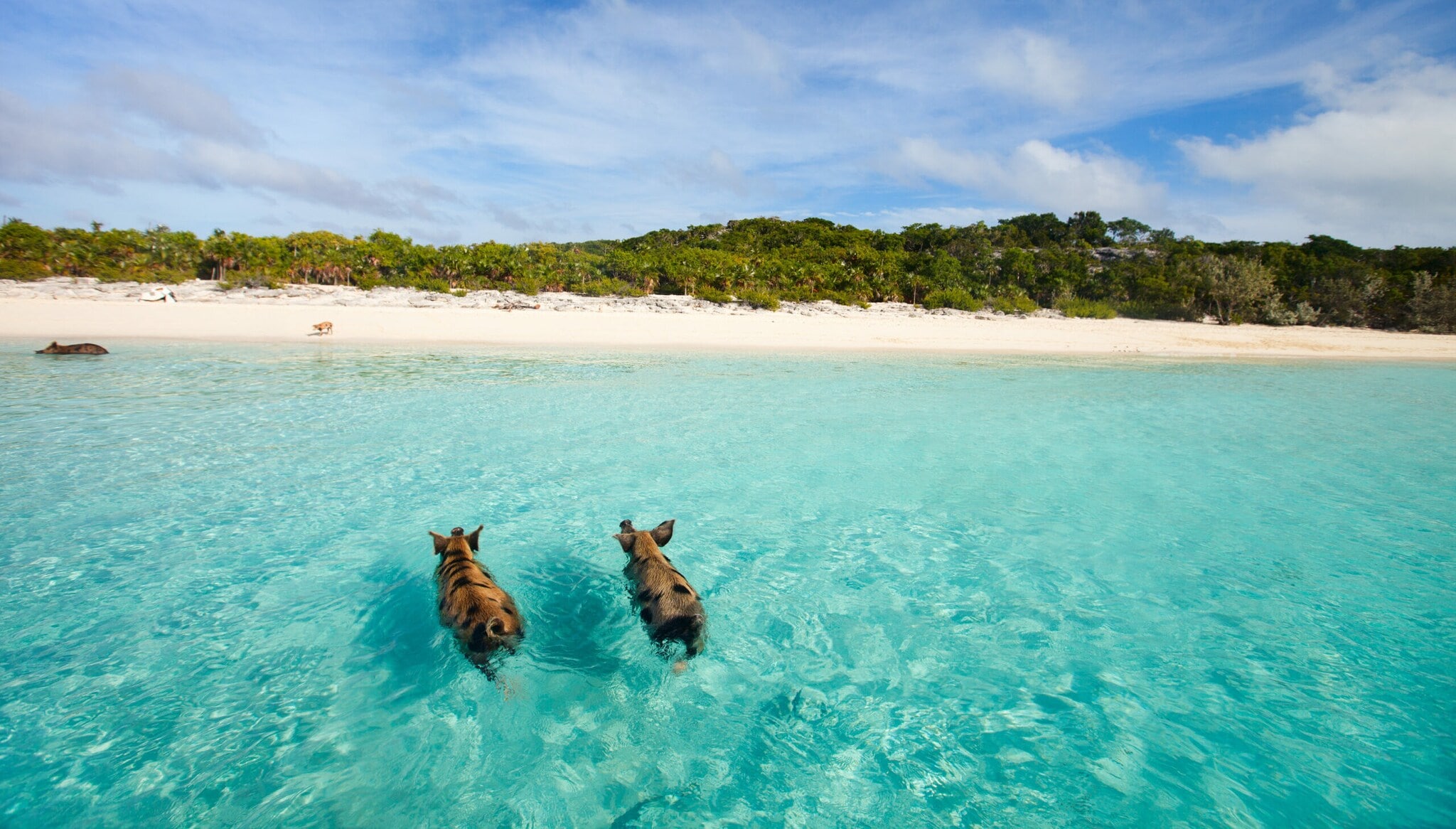 Zwei Schweine schwimmen im klaren Wasser in der Karibik. Zwei Schweine schwimmen im klaren Wasser in der Karibik.