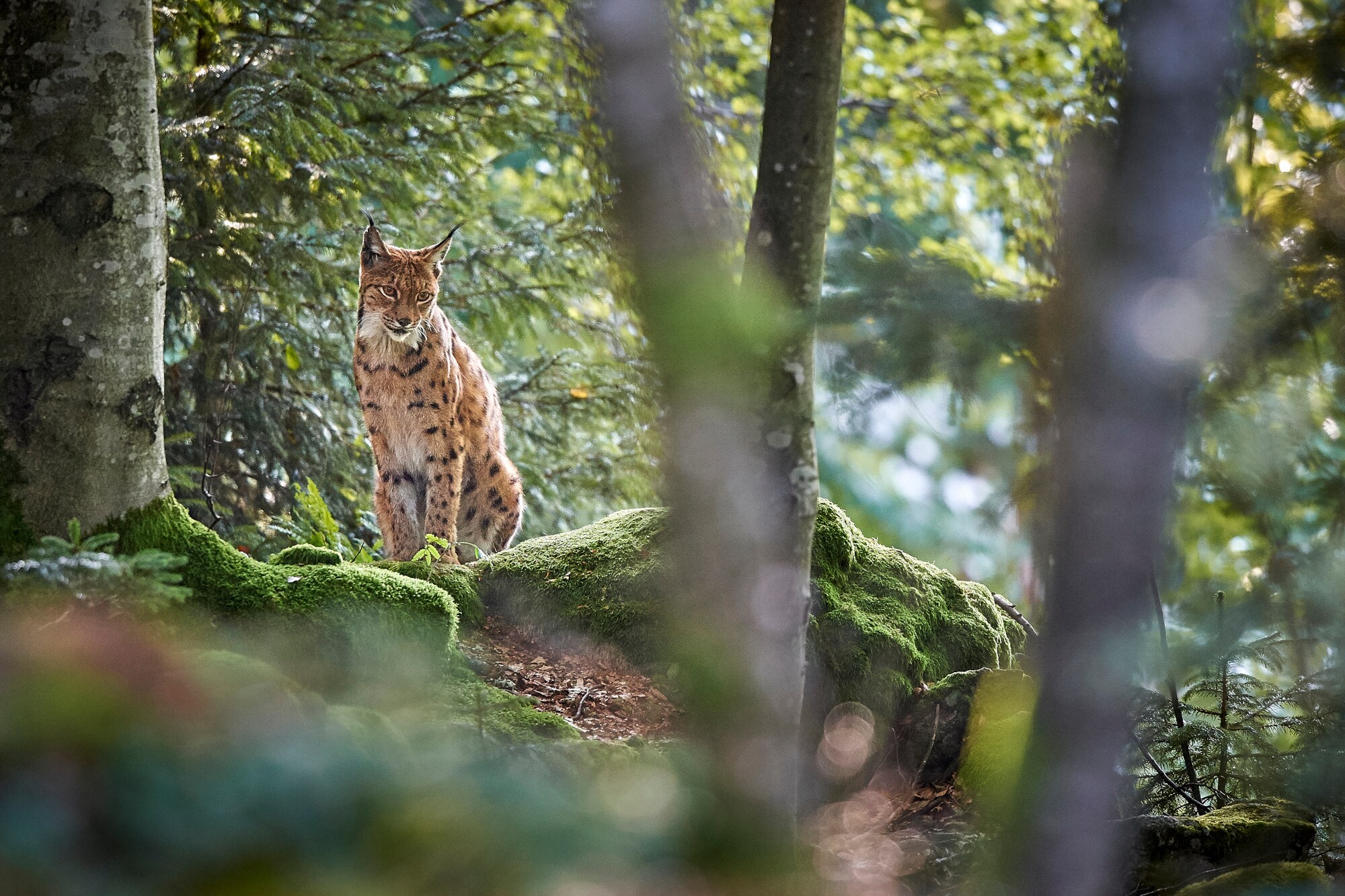 Ein Luchs sitzt auf einem moosbewachsenen Untergrund im Wald