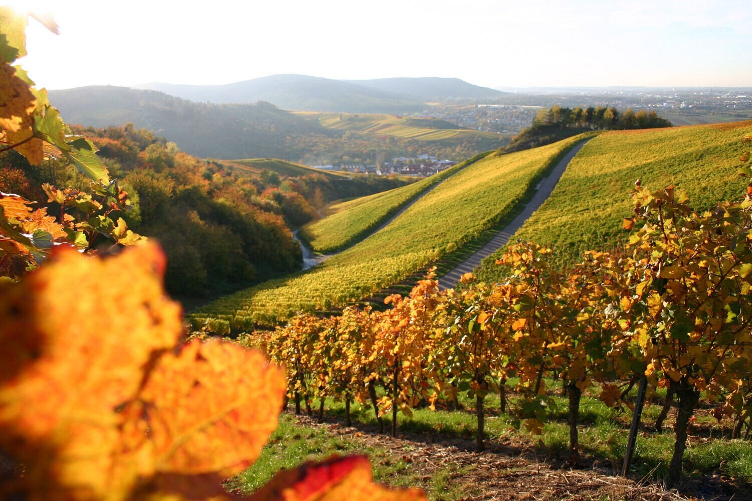 Weinberge in einer hügeligen Landschaft im Abendlicht