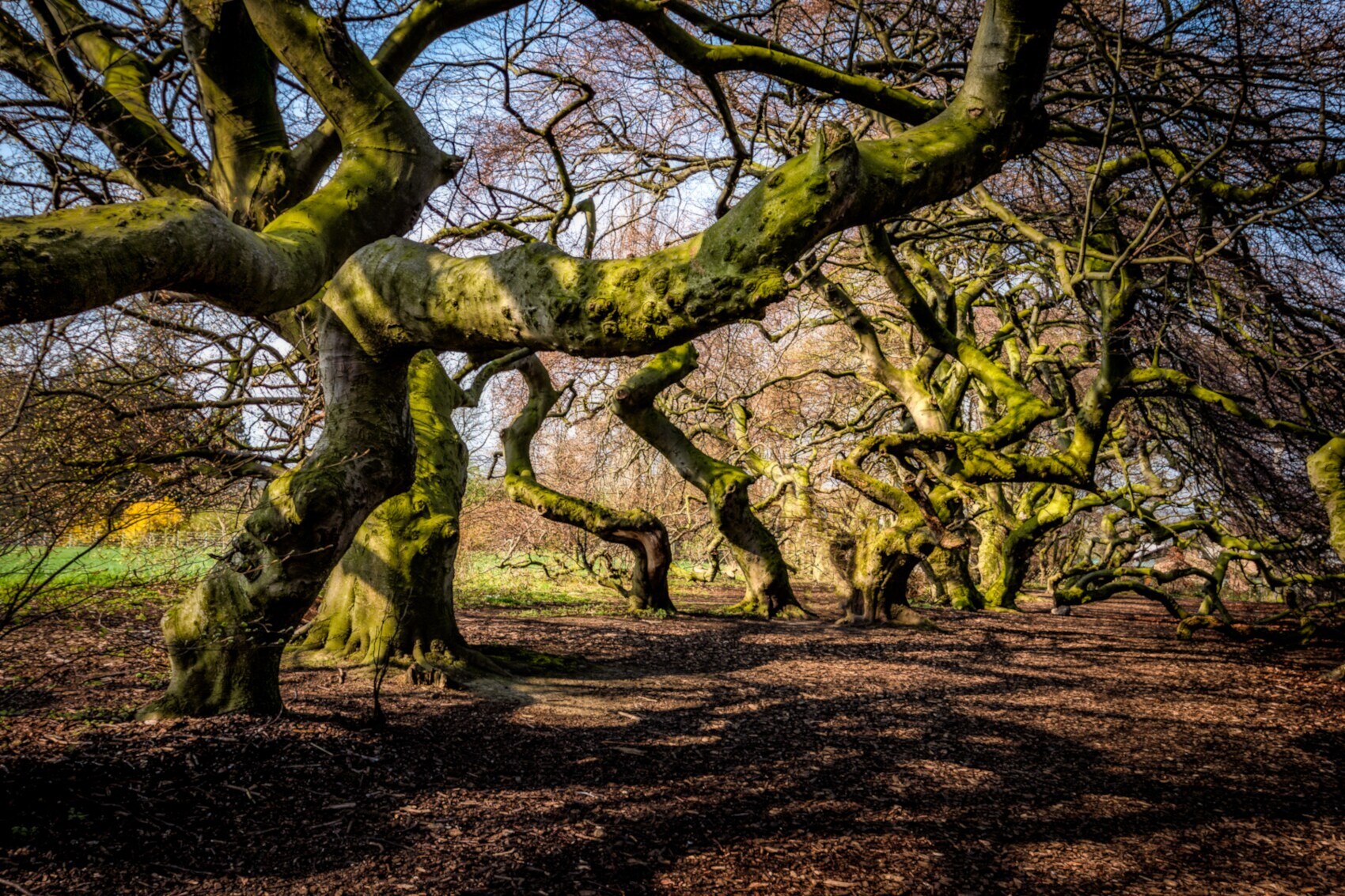 Mehrere Süntelbuchen an einem Weg