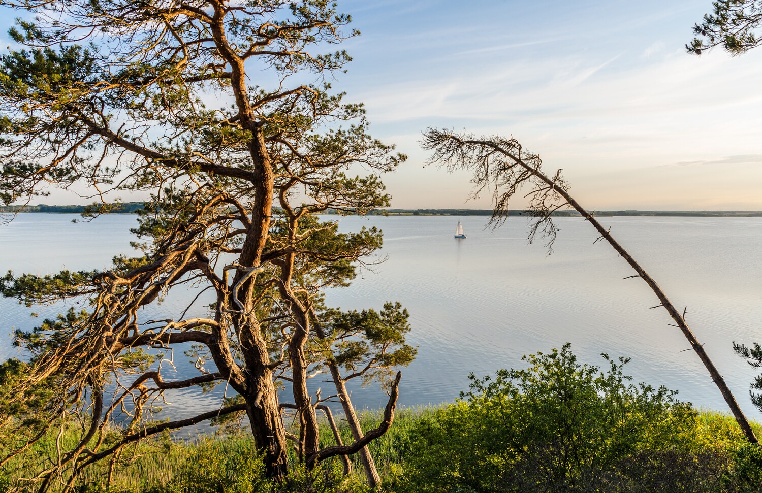 Bäume auf einer Anhöhe auf der Halbinsel Usedom. Bäume auf einer Anhöhe auf der Halbinsel Usedom.