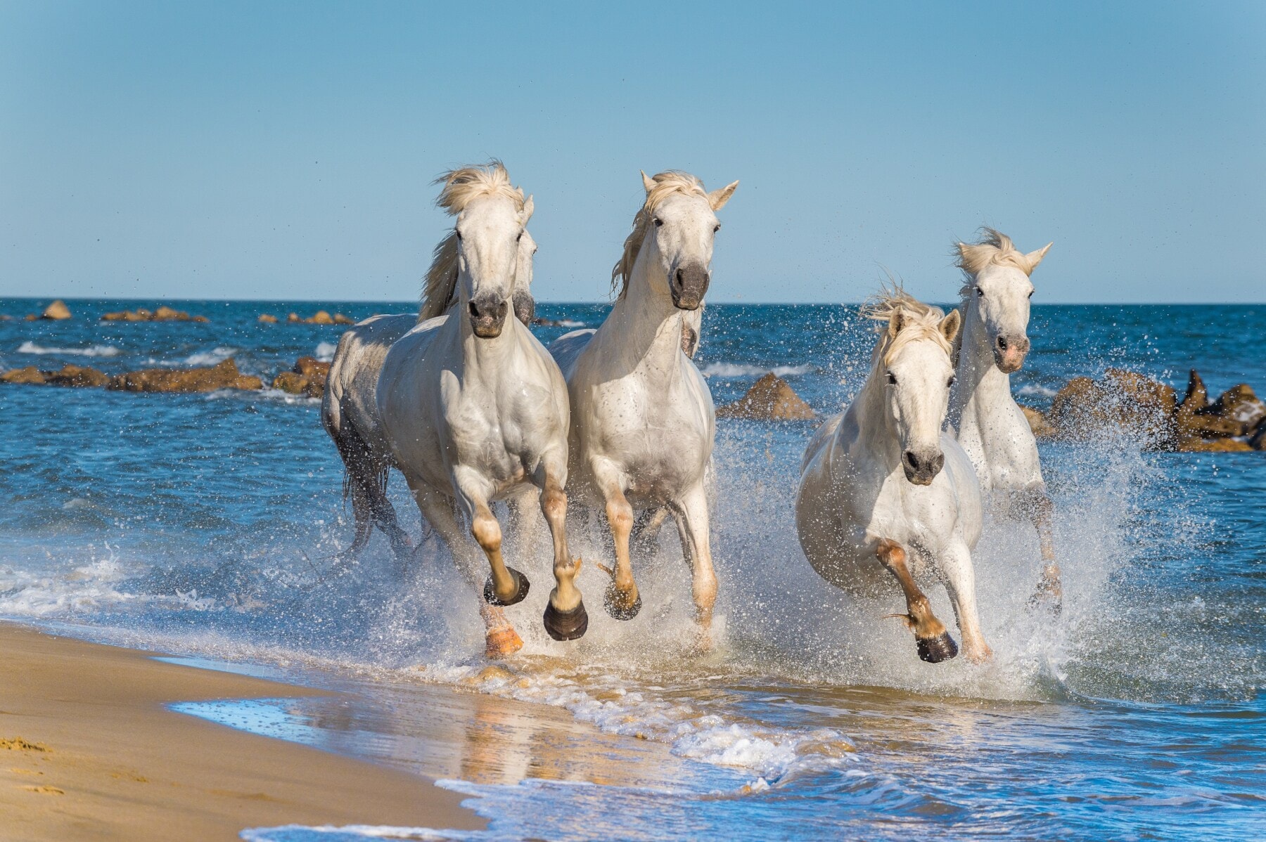 Vier Pferde reiten am Strand durchs Wasser Vier Pferde reiten am Strand durchs Wasser