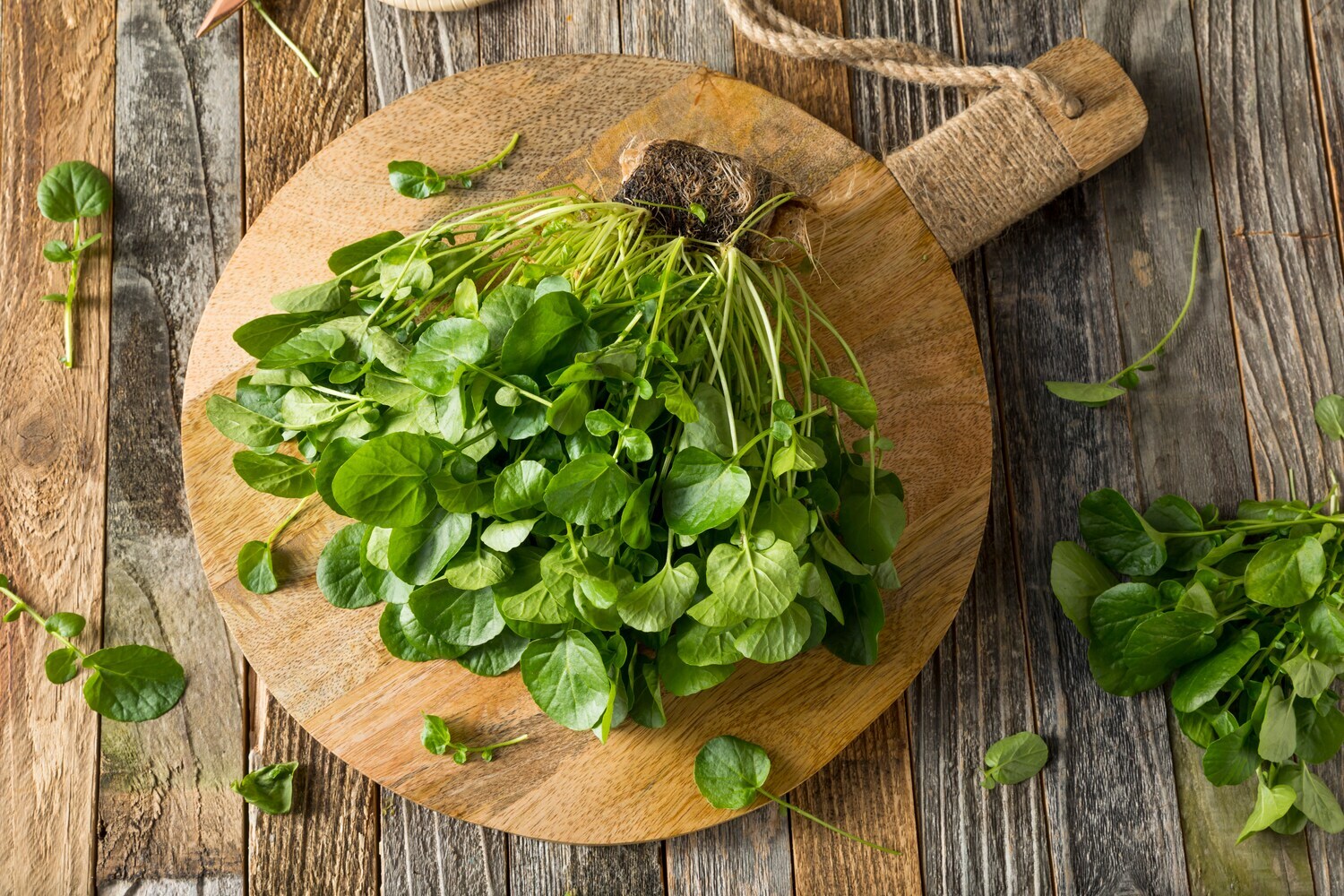 Ein Bund Brunnenkresse auf einem runden Holzbrett.