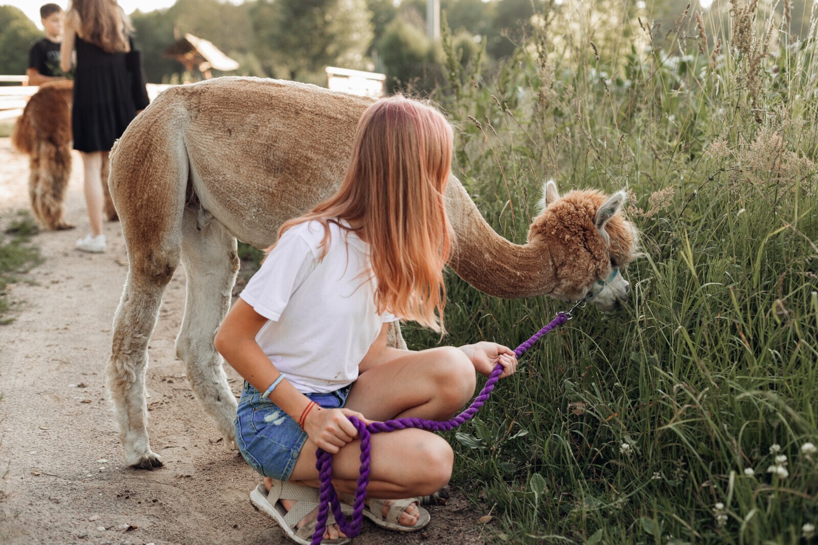 Eine Teenagerin führt ein Alpaka spazieren