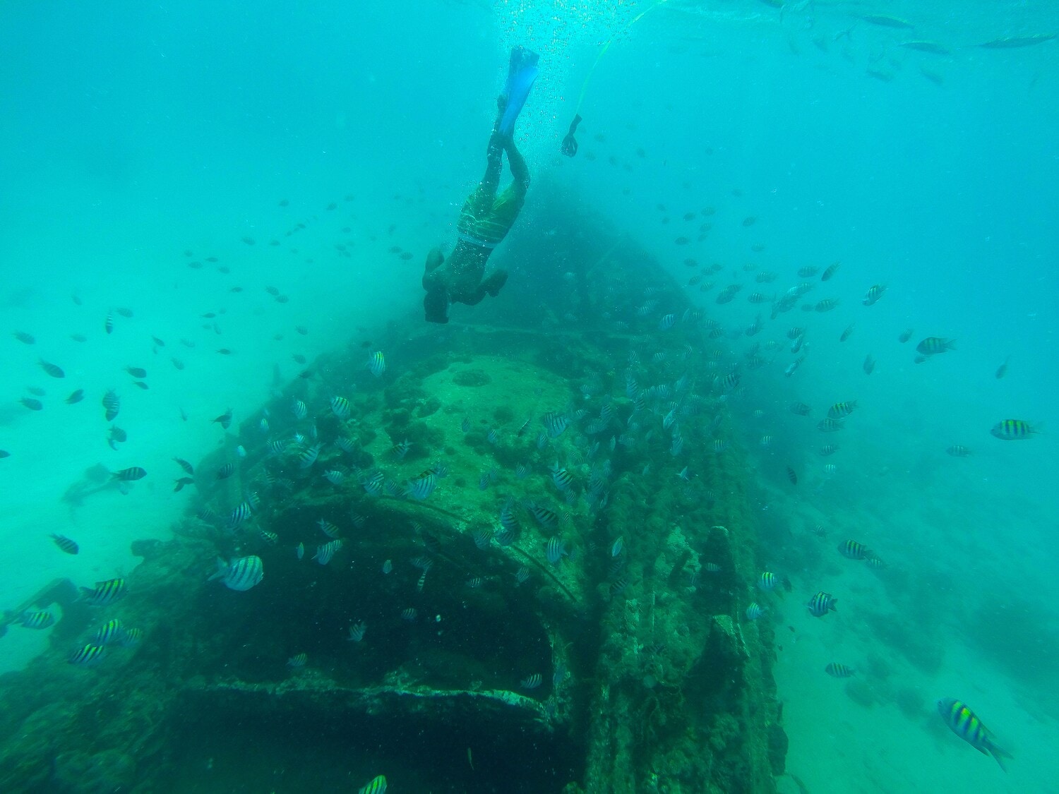 Ein Mann taucht zu einem Schiffswrack hinab und ist von Fischen umgeben. Ein Mann taucht zu einem Schiffswrack hinab und ist von Fischen umgeben.