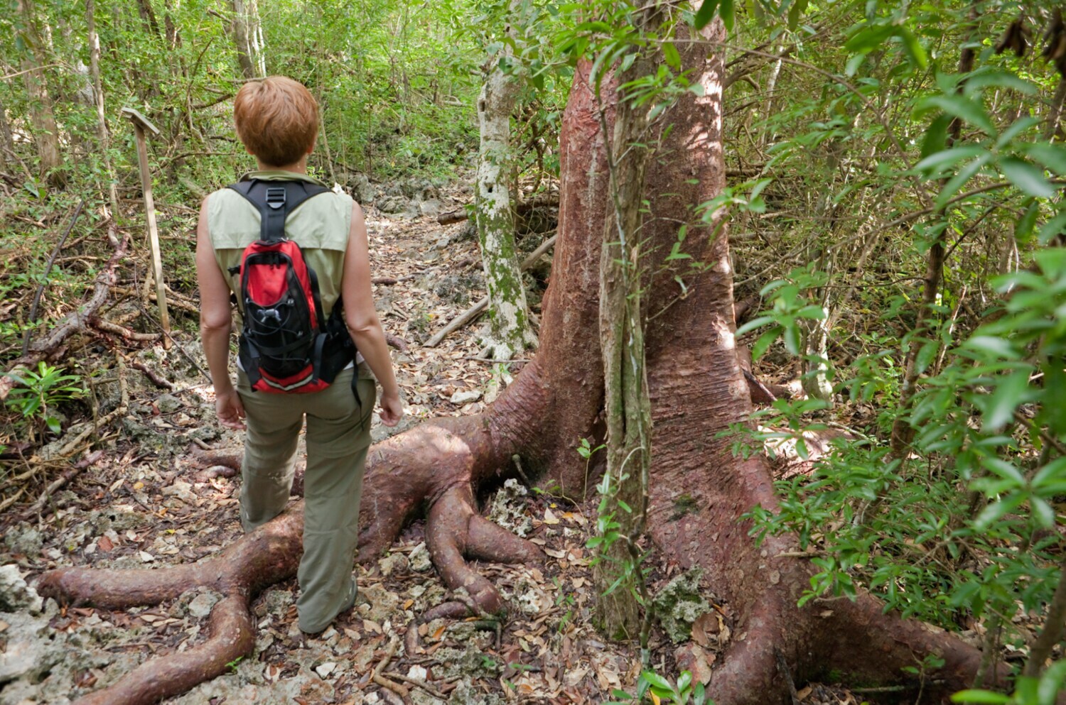 Rückansicht einer Person neben einem großen Baum in einem wild gewachsenen Wald