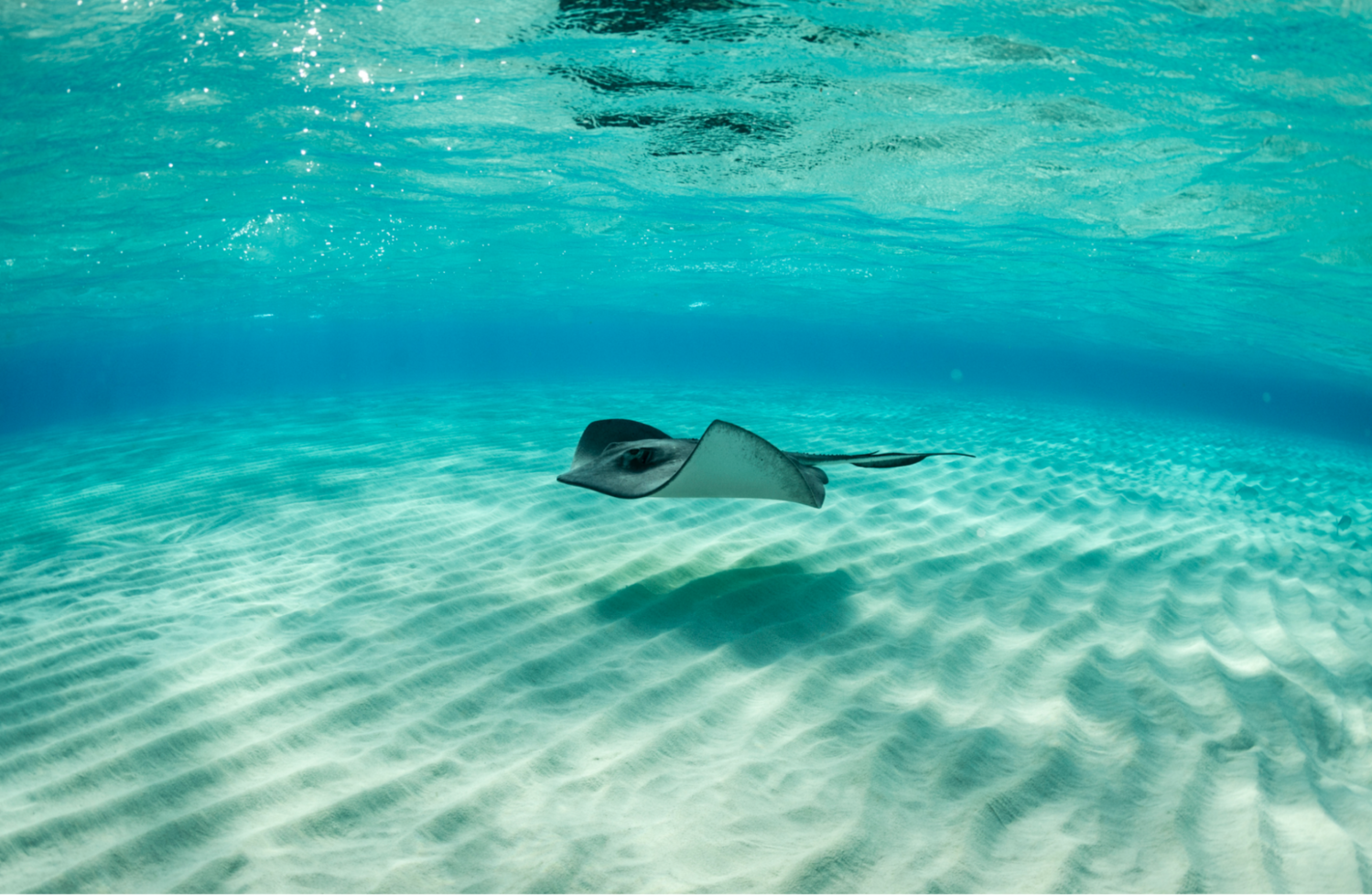 Unterwasseraufnahme eines Stachelrochens Unterwasseraufnahme eines Stachelrochens