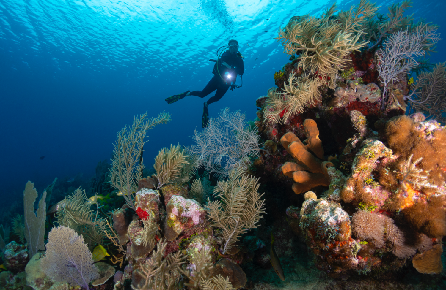 Eine tauchende Person nahe einem Korallenriff Eine tauchende Person nahe einem Korallenriff