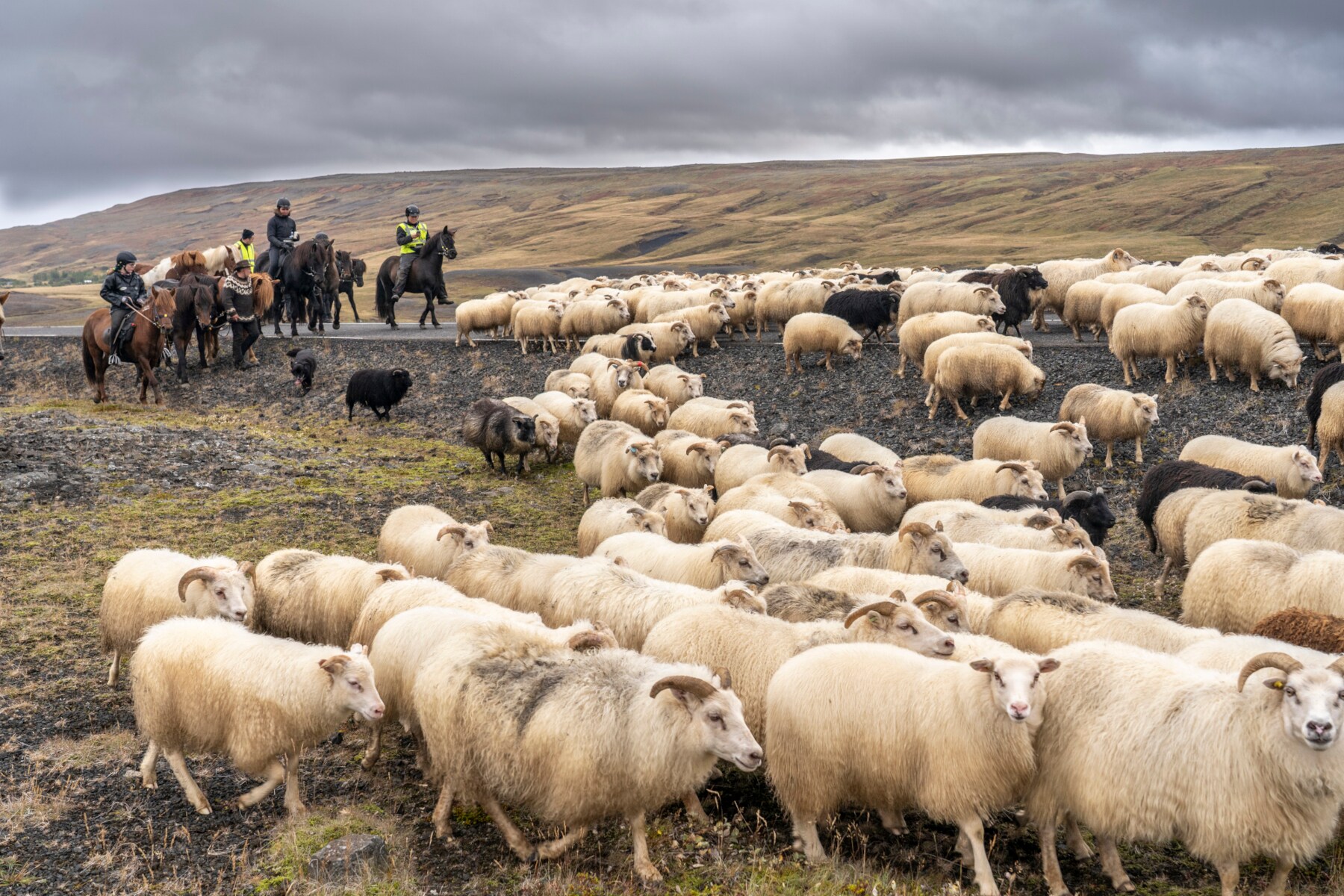 Eine Gruppe Reiter beim jährlichen Schafabtrieb in Zentralisland