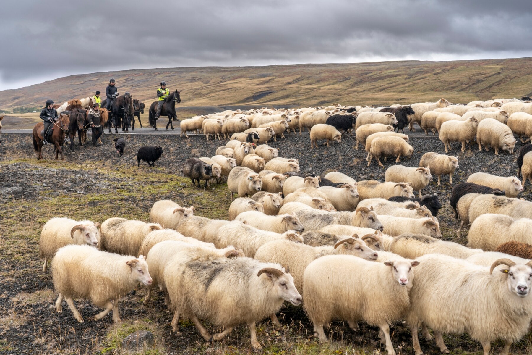Eine Gruppe Reiter beim jährlichen Schafabtrieb in Zentralisland Eine Gruppe Reiter beim jährlichen Schafabtrieb in Zentralisland