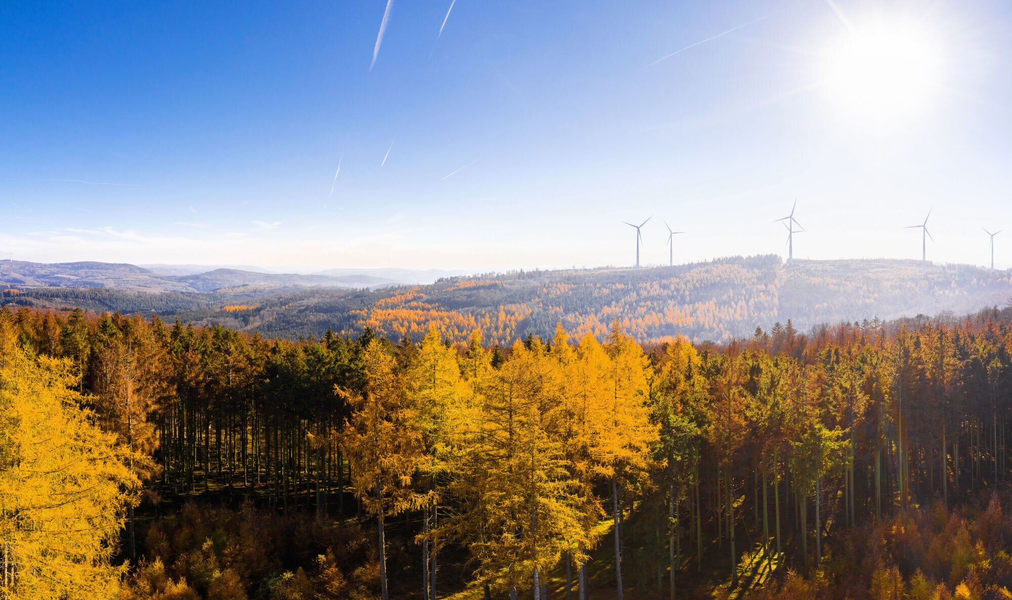 Blick über einen sonnigen Wald