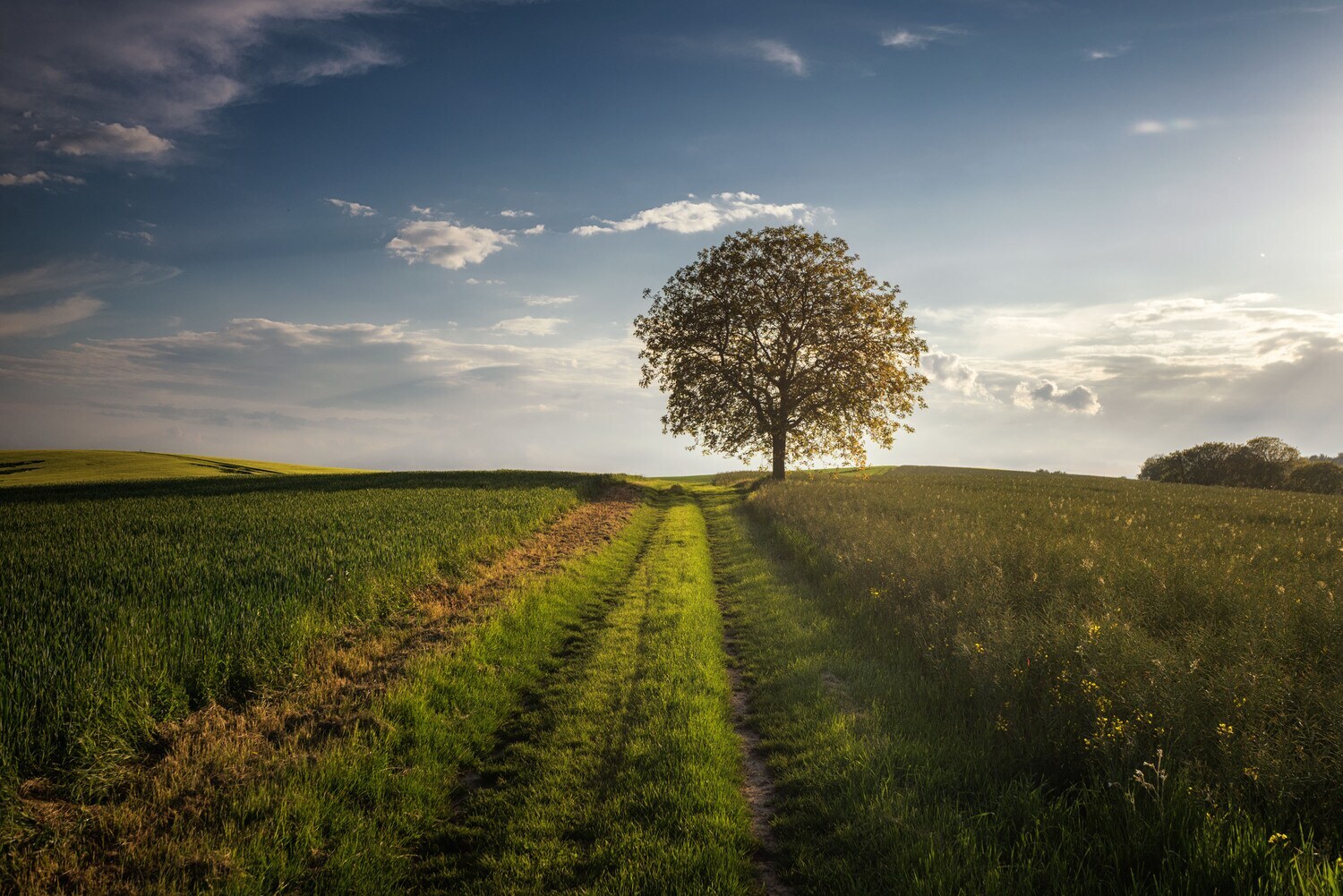 Ein Weg zwischen zwei Wiesen
