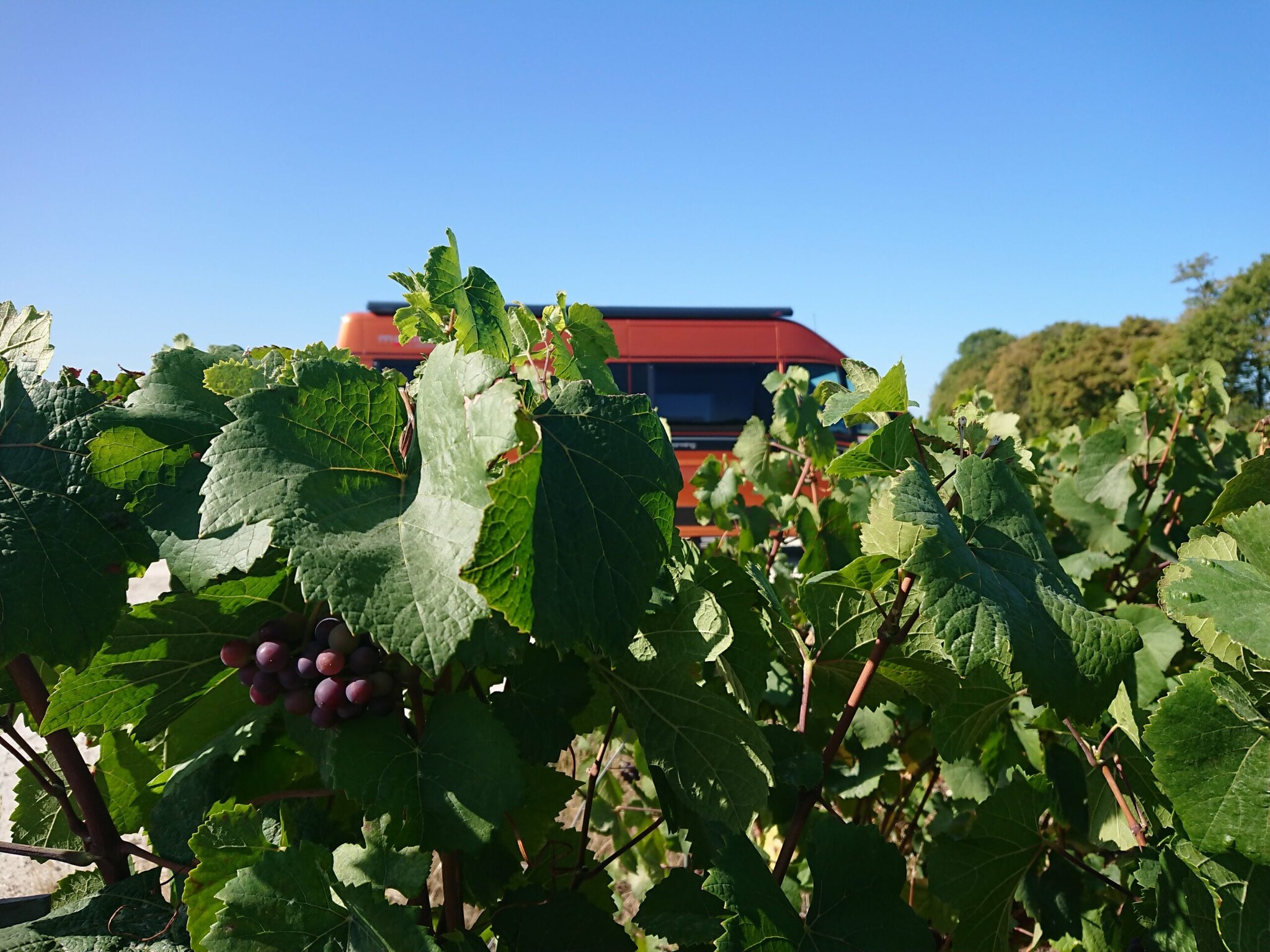Ein Wohnmobil zwischen Weinreben