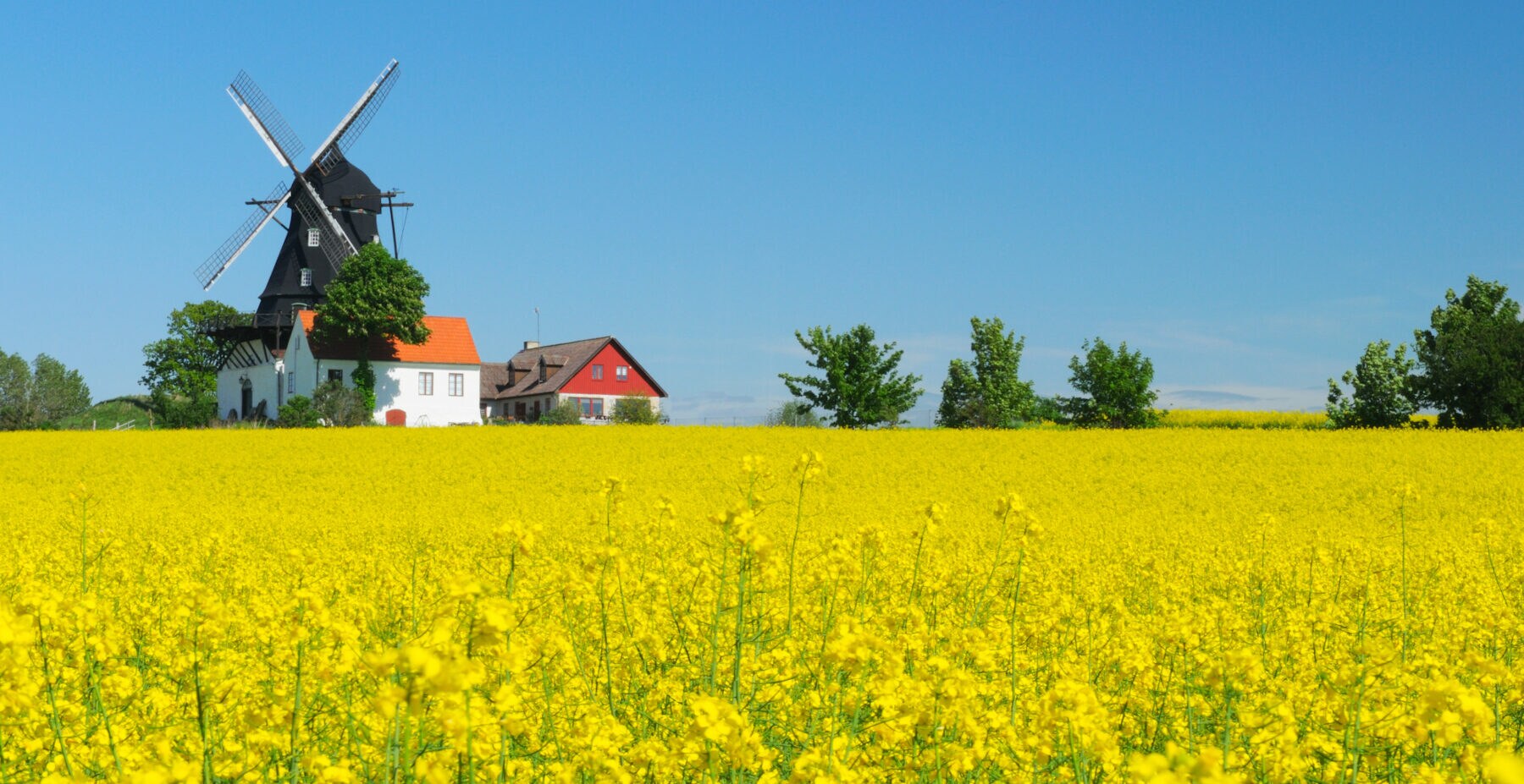 Ein Rapsfeld mit Mühle und Gehöft