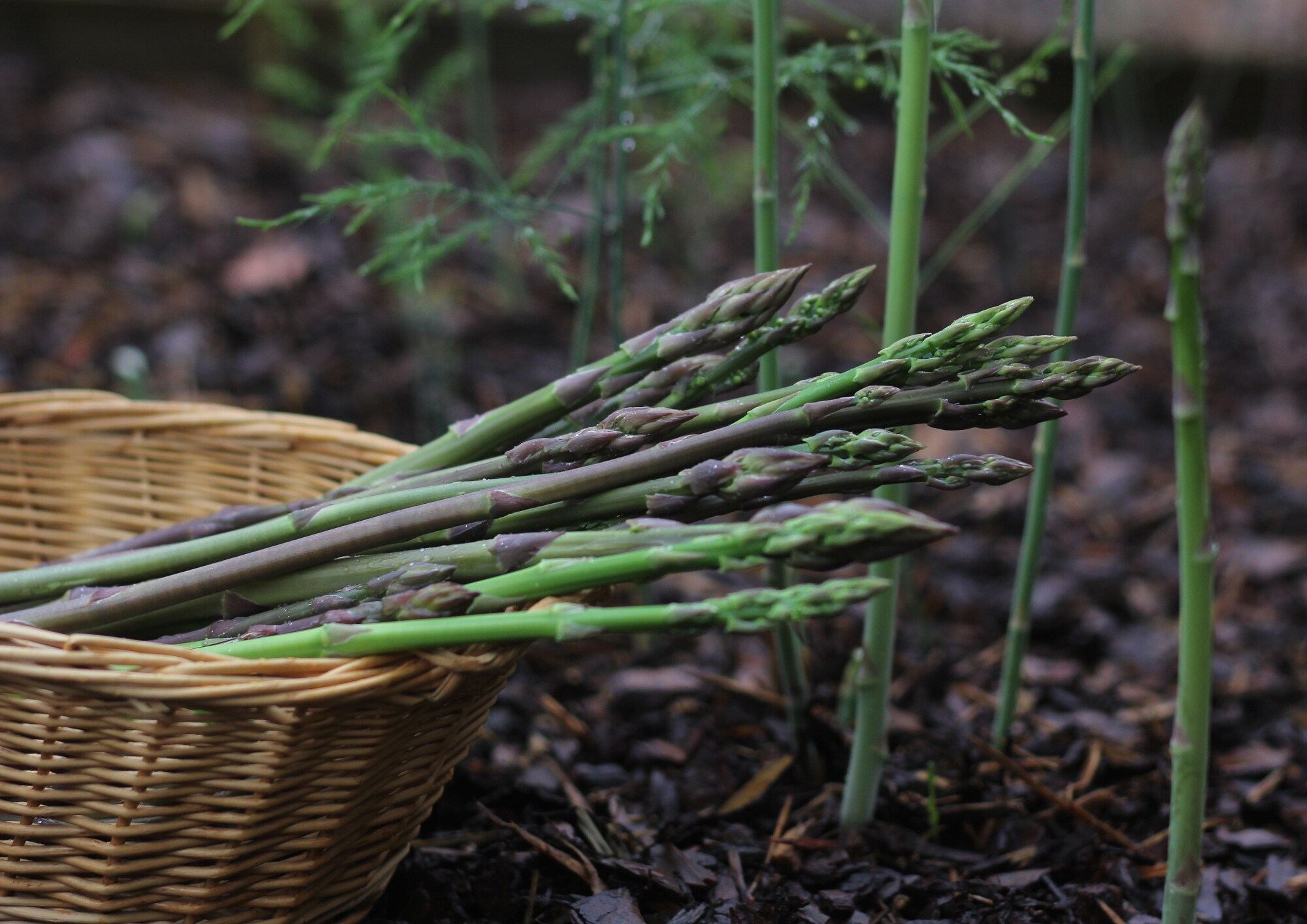 Mehrere Stangen violetter Spargel auf einem Feld