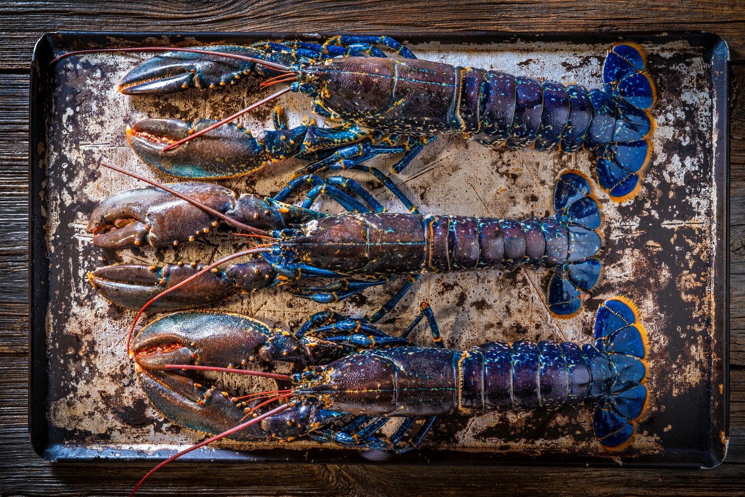Drei Hummer auf einem Backblech Drei Hummer auf einem Backblech