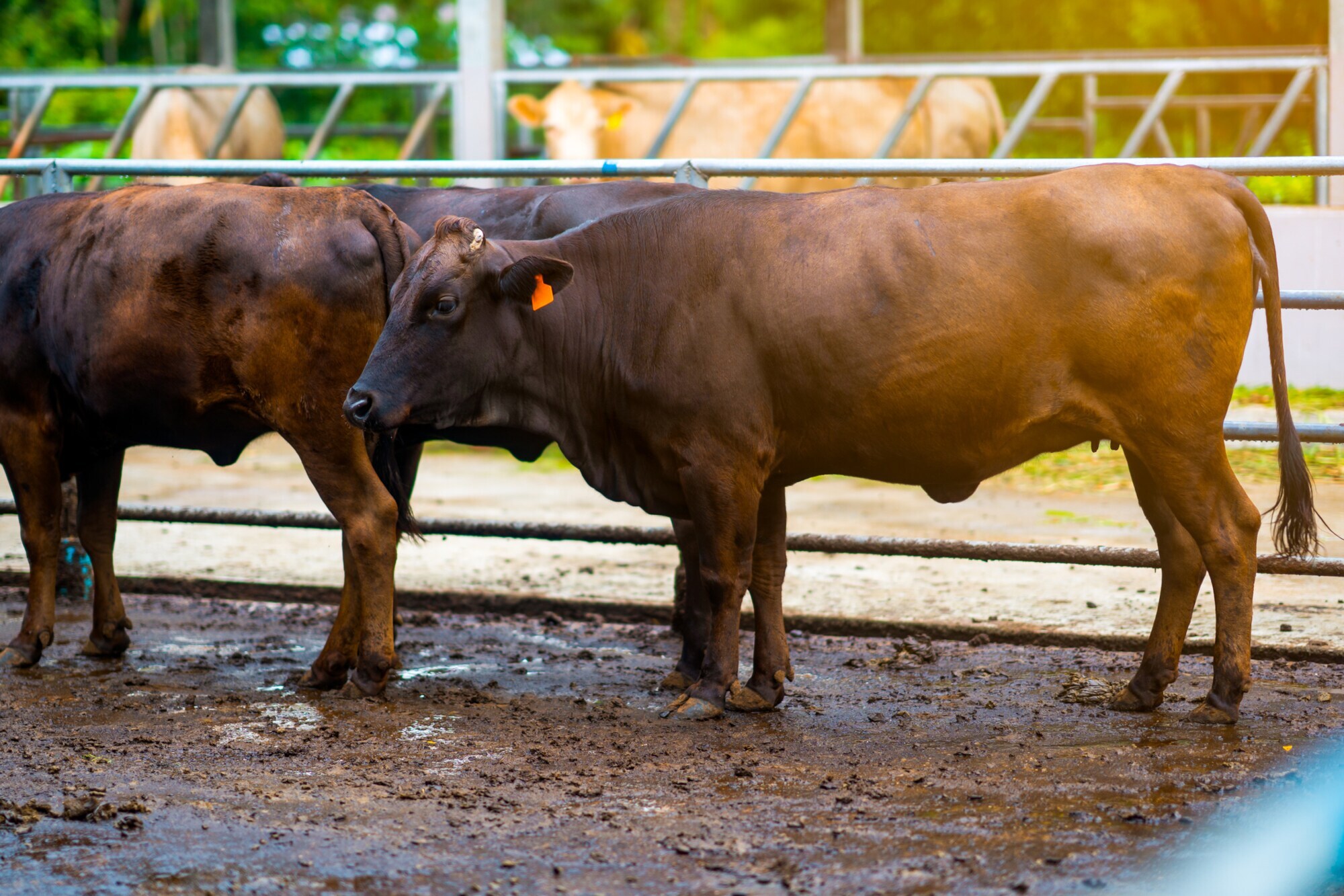 Mehrere Rinder stehen in einem eingezäunten Bereich