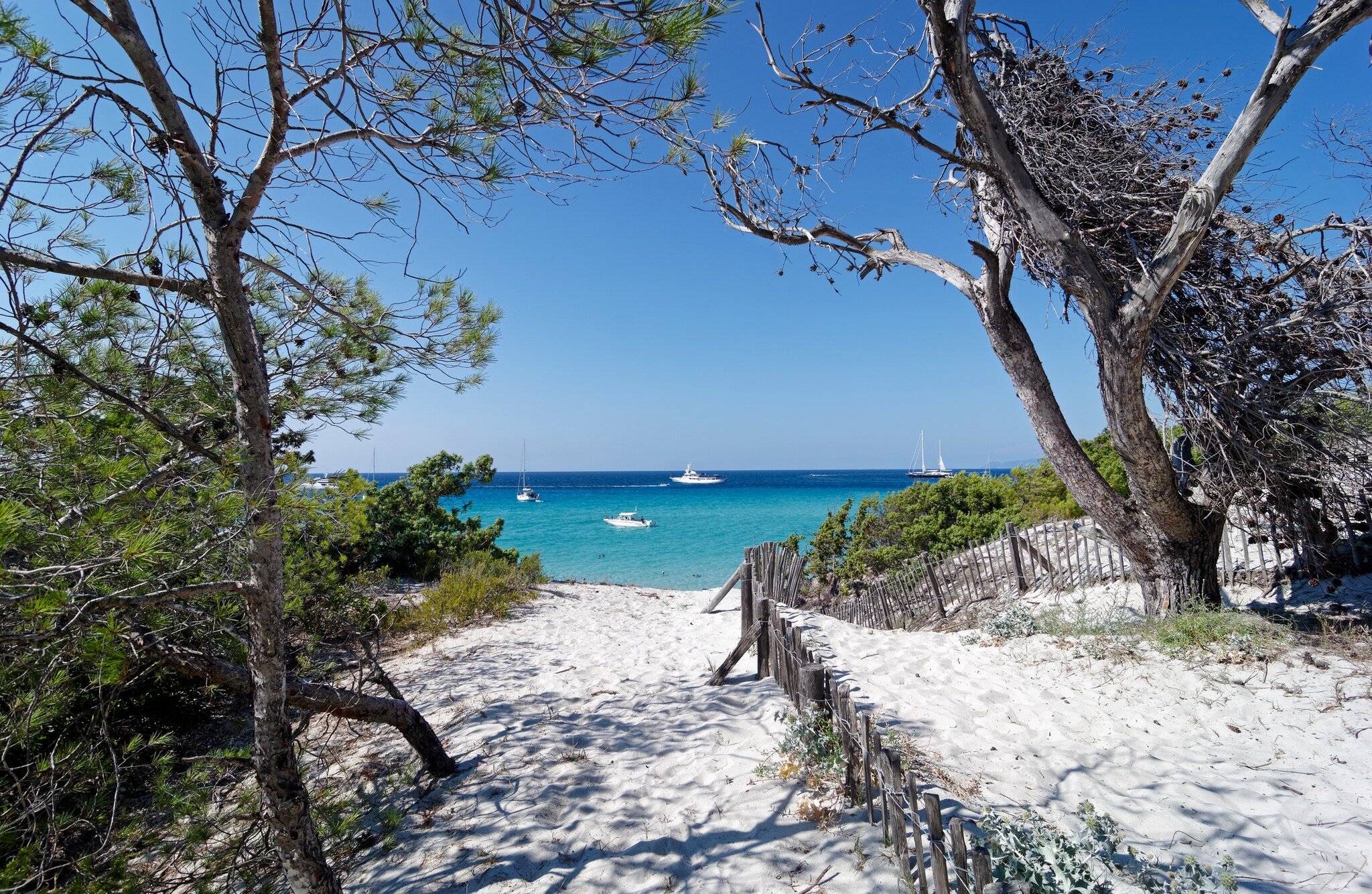Blick von einem weißen Sandstrand mit Kiefern auf das Meer mit Segelbooten Blick von einem weißen Sandstrand mit Kiefern auf das Meer mit Segelbooten