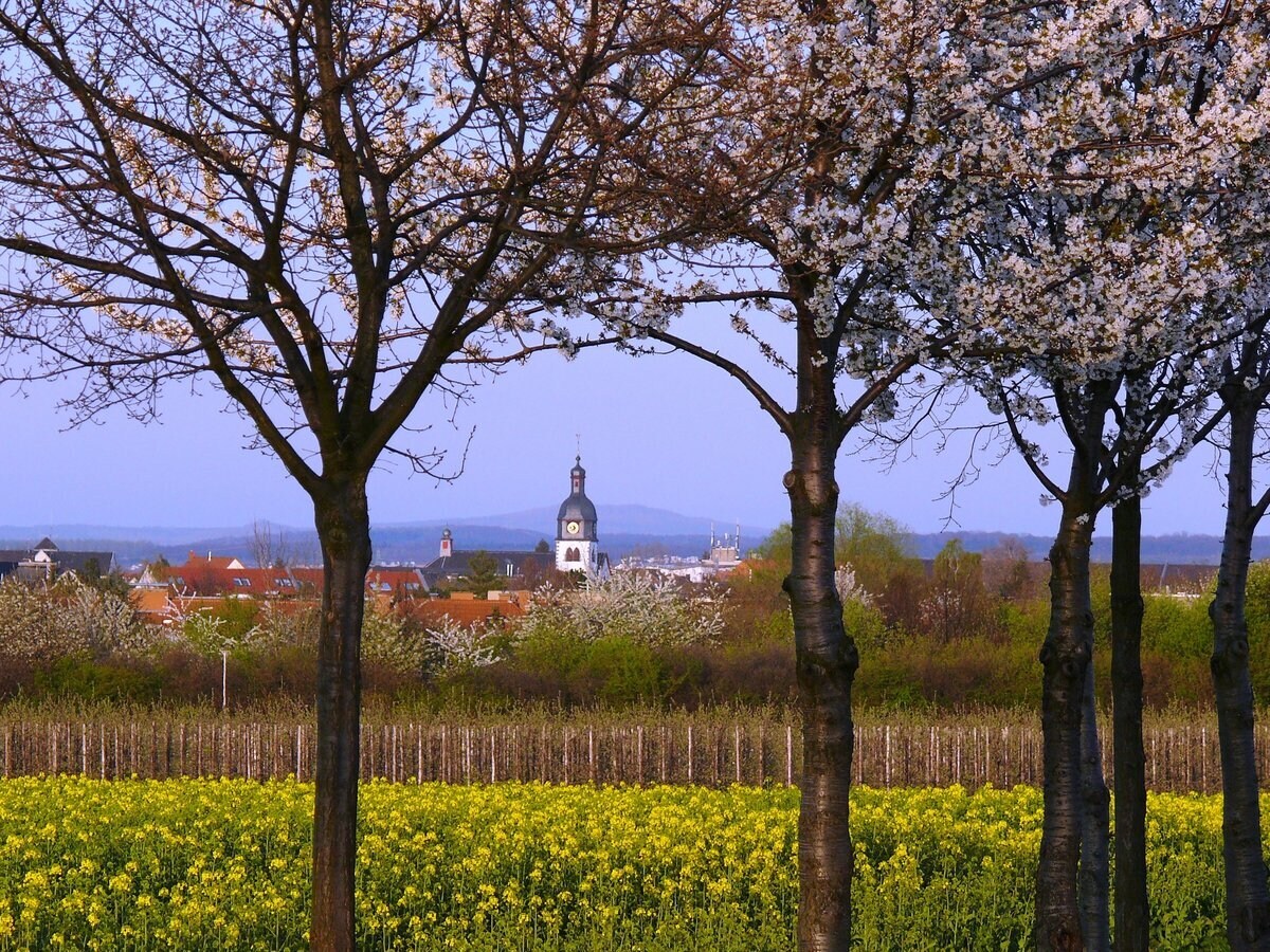Blick über ein Feld auf eine Kirche