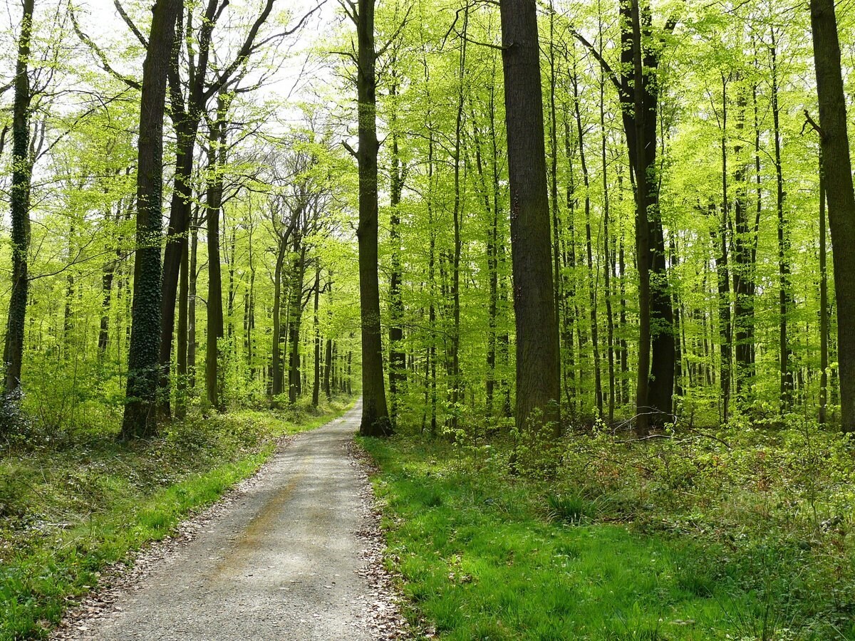 Ein Weg durch einen Wald