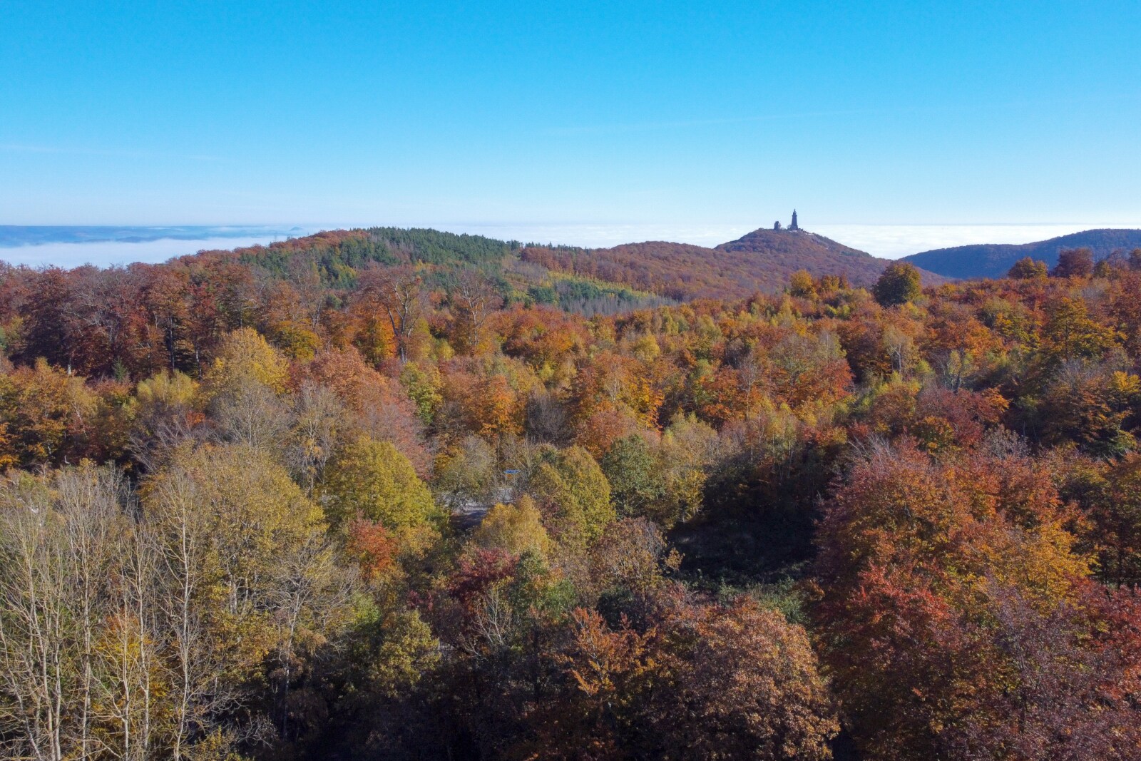 Luftaufnahme eines herbstlichen Waldes