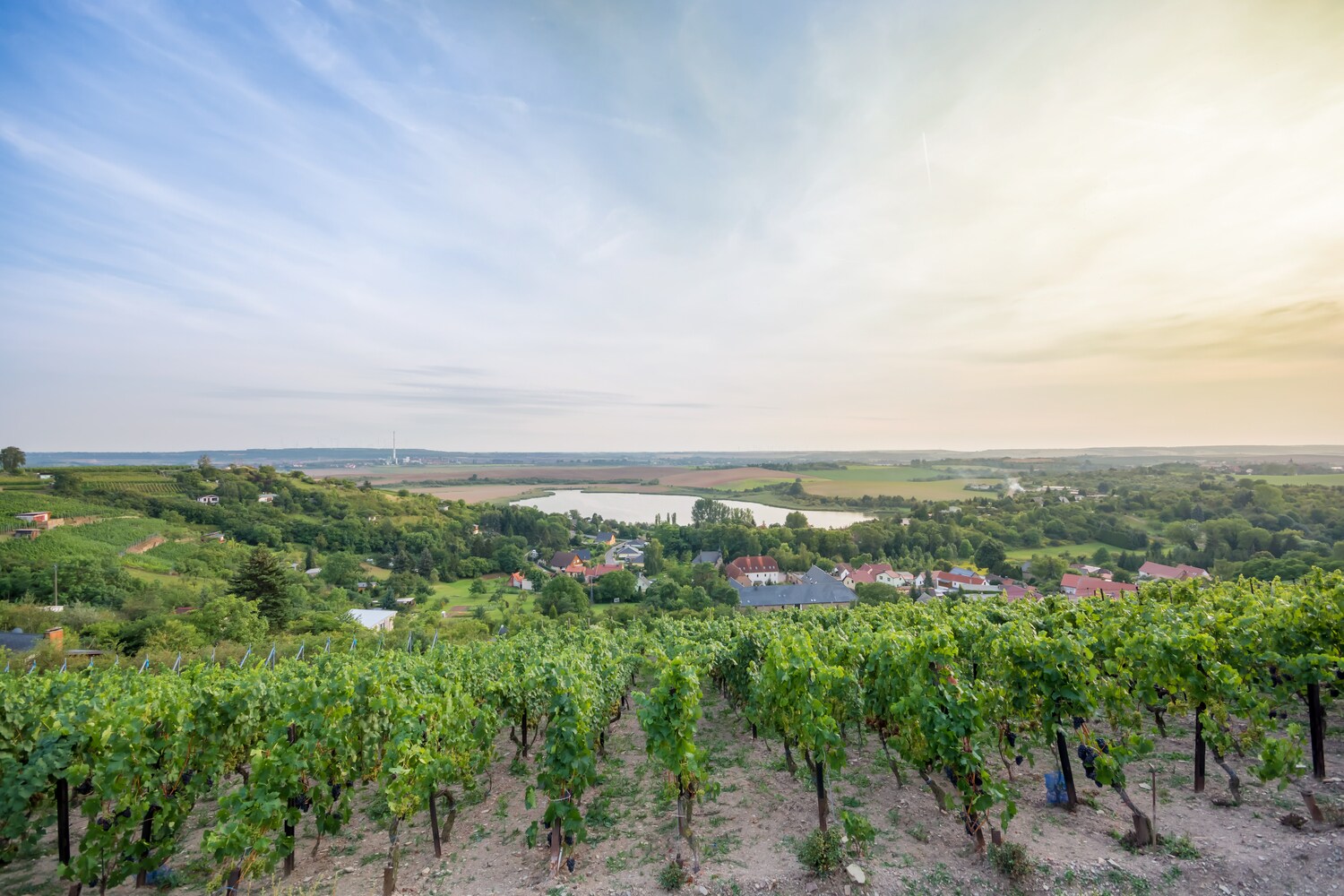 Blick über Weinberge auf eine Kleinstadt
