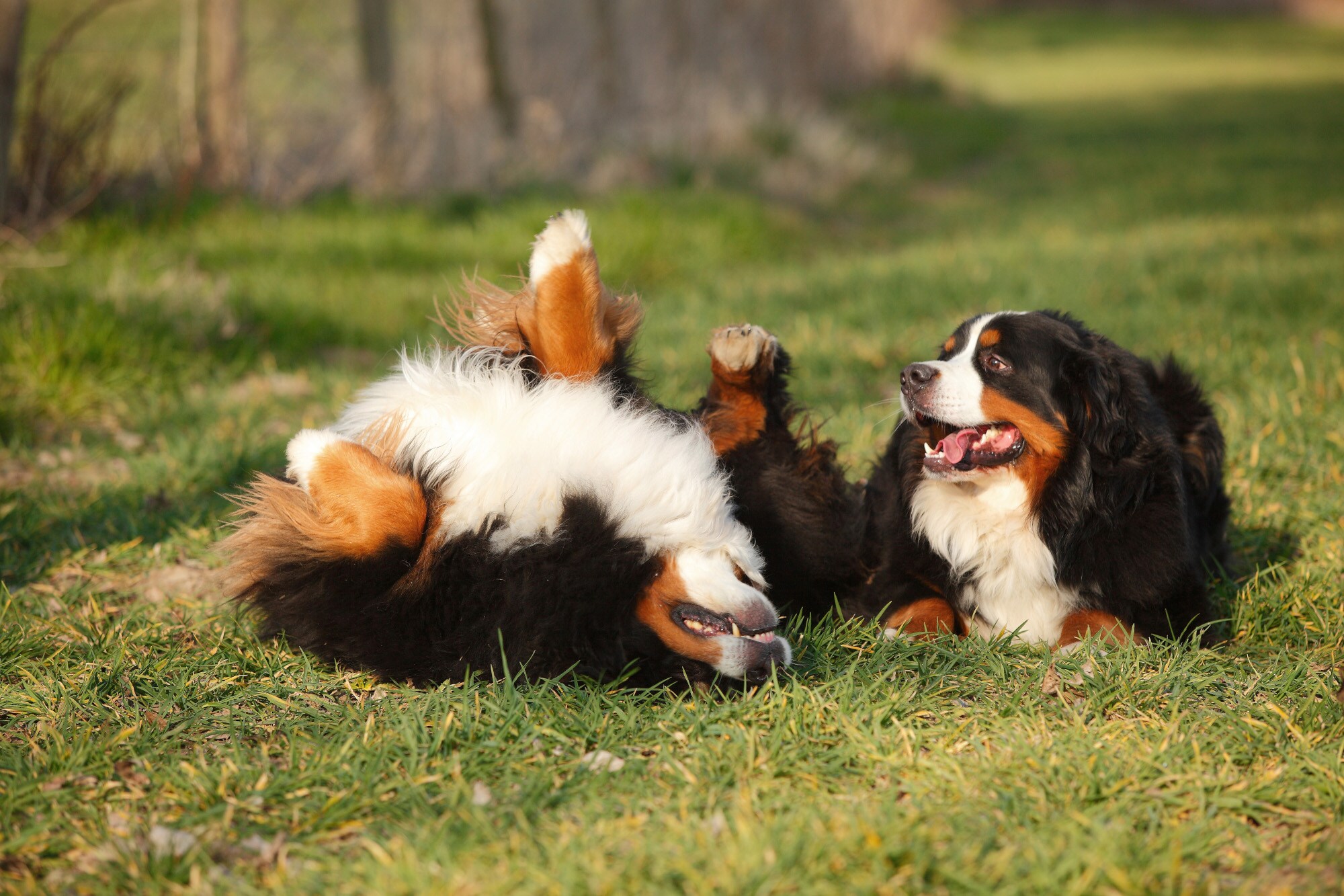 Zwei Berner Sennenhunde liegen entspannt auf einer Wiese