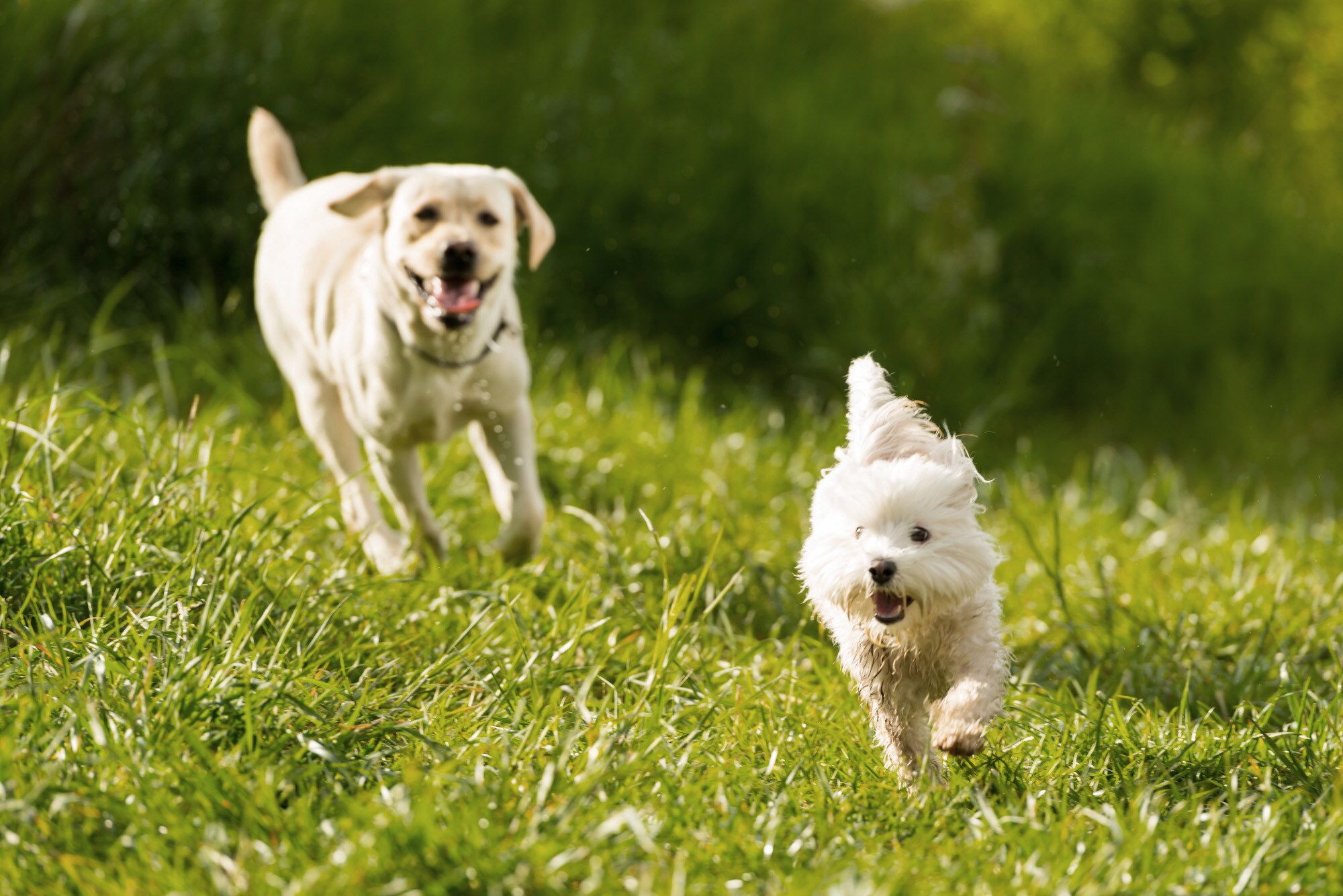 Zwei Hunde laufen fröhlich über eine Wiese