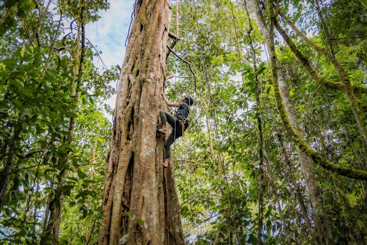 Eine Person klettert einen hohen Baum hinauf