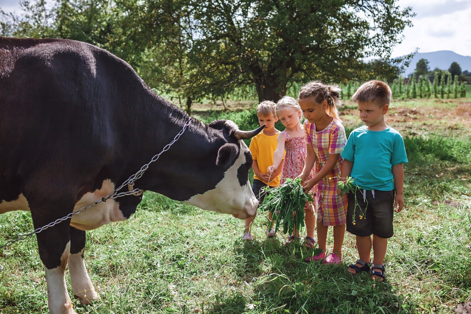 Vier Kinder füttern eine Kuh mit Gräsern auf einer Weide