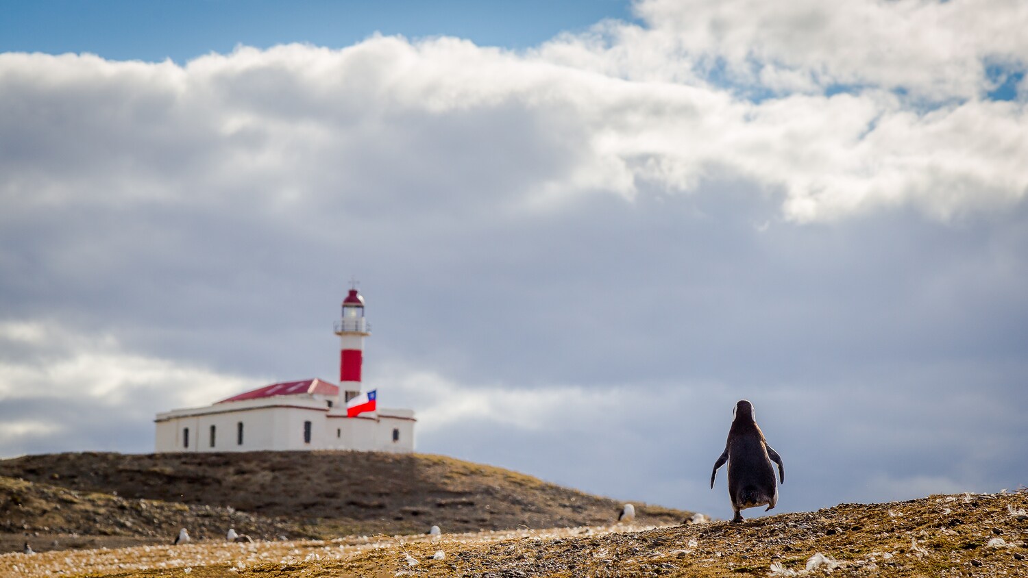 Rückansicht eines watschelnden Pinguins vor einem Leuchtturm