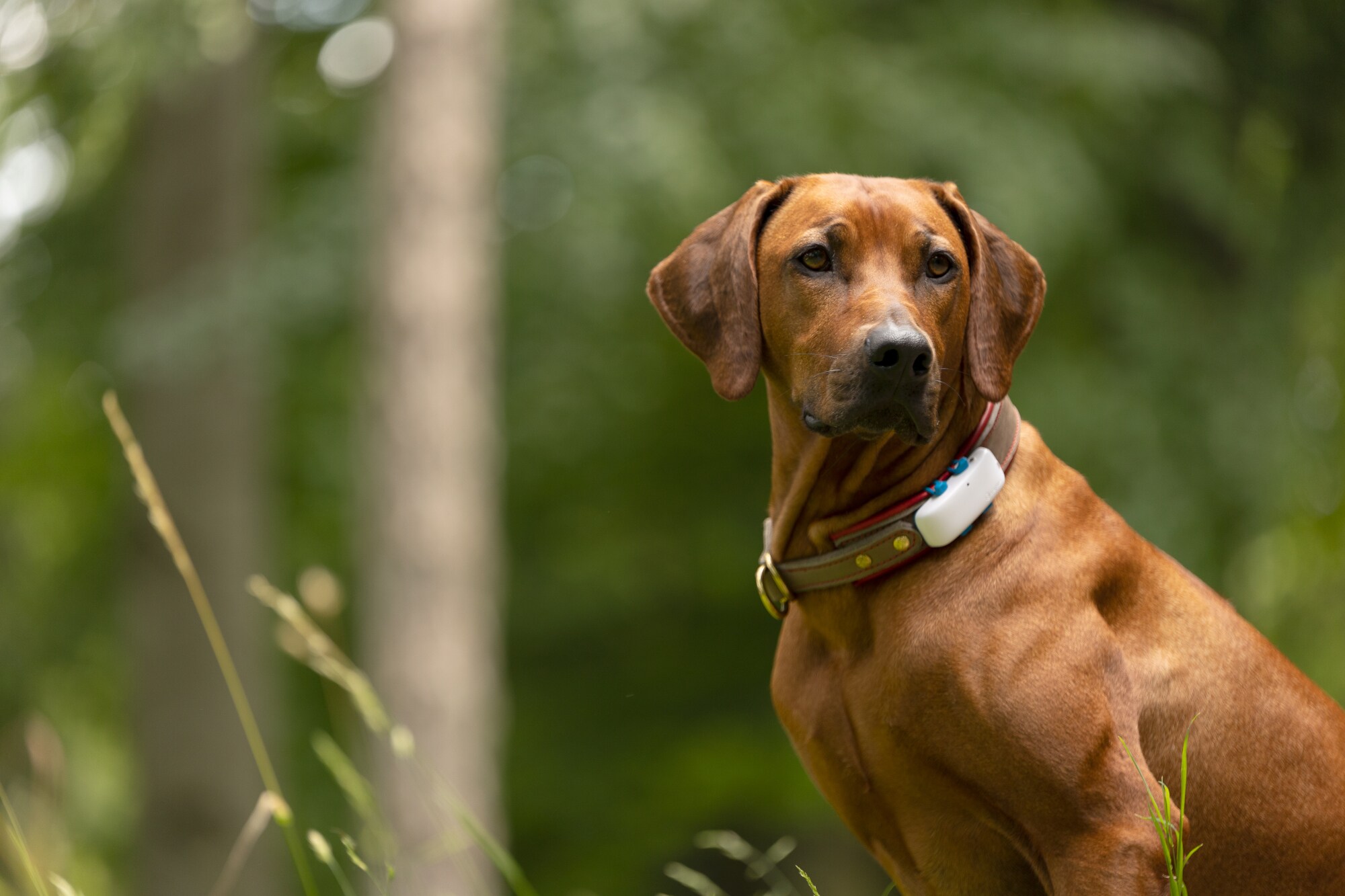 Tractive GPS DOG LTE