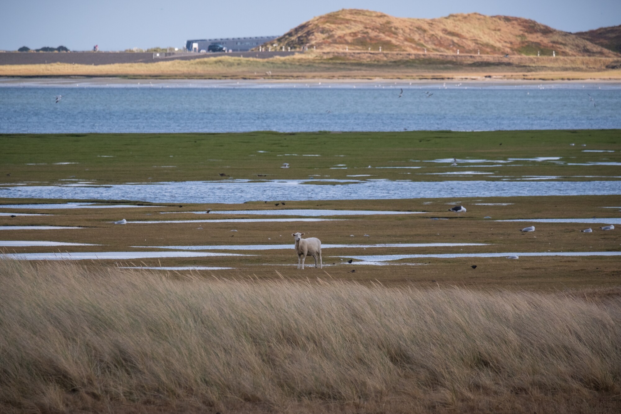 Schaf im Watt