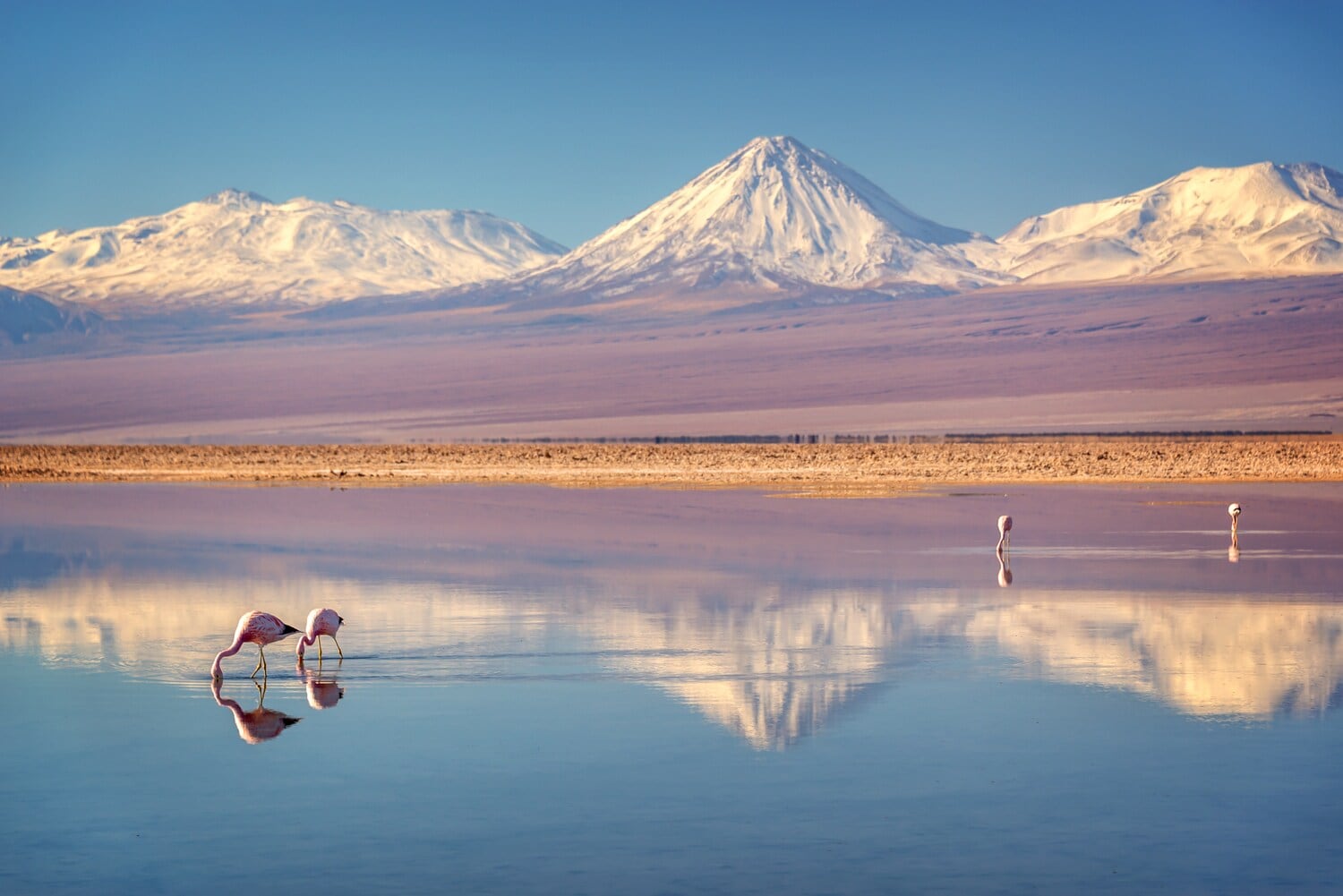 Eine Salzlagune mit Flamingos vor verschneitem Bergpanorama Eine Salzlagune mit Flamingos vor verschneitem Bergpanorama