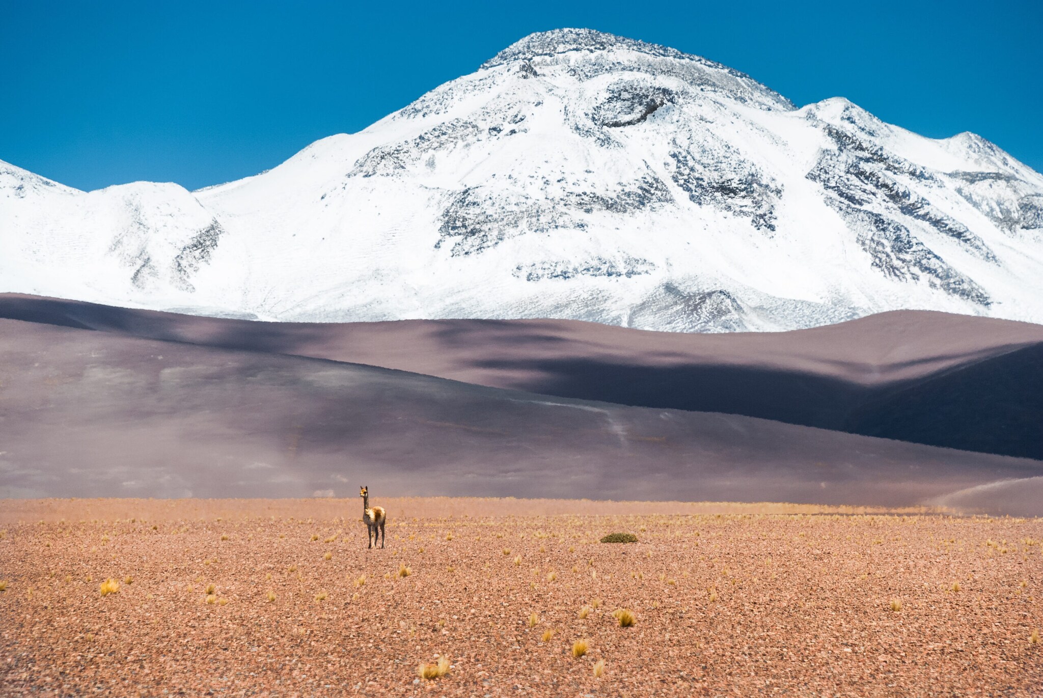 Ein Lama steht in einer Wüstenlandschaft vor einem schneebedeckten Berg