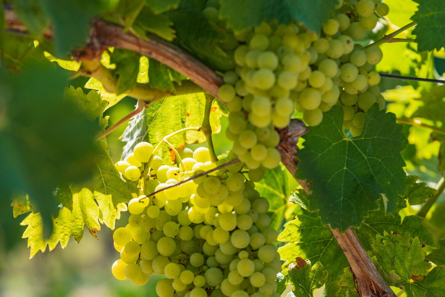 Weintrauben, die an einer Rebe wachsen.