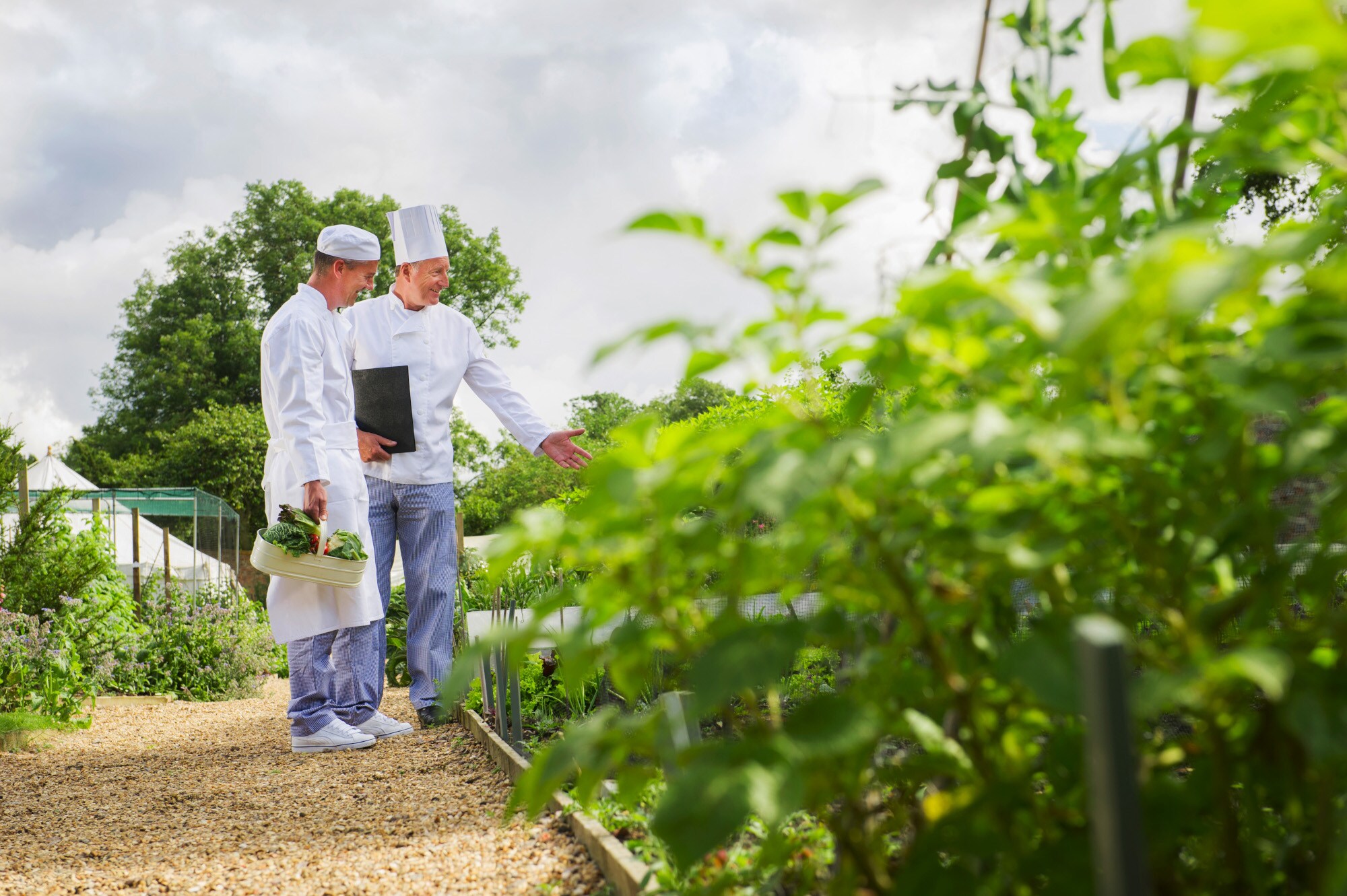 Zwei Köche stehen in einem Kräuter- und Gemüsegarten Zwei Köche stehen in einem Kräuter- und Gemüsegarten