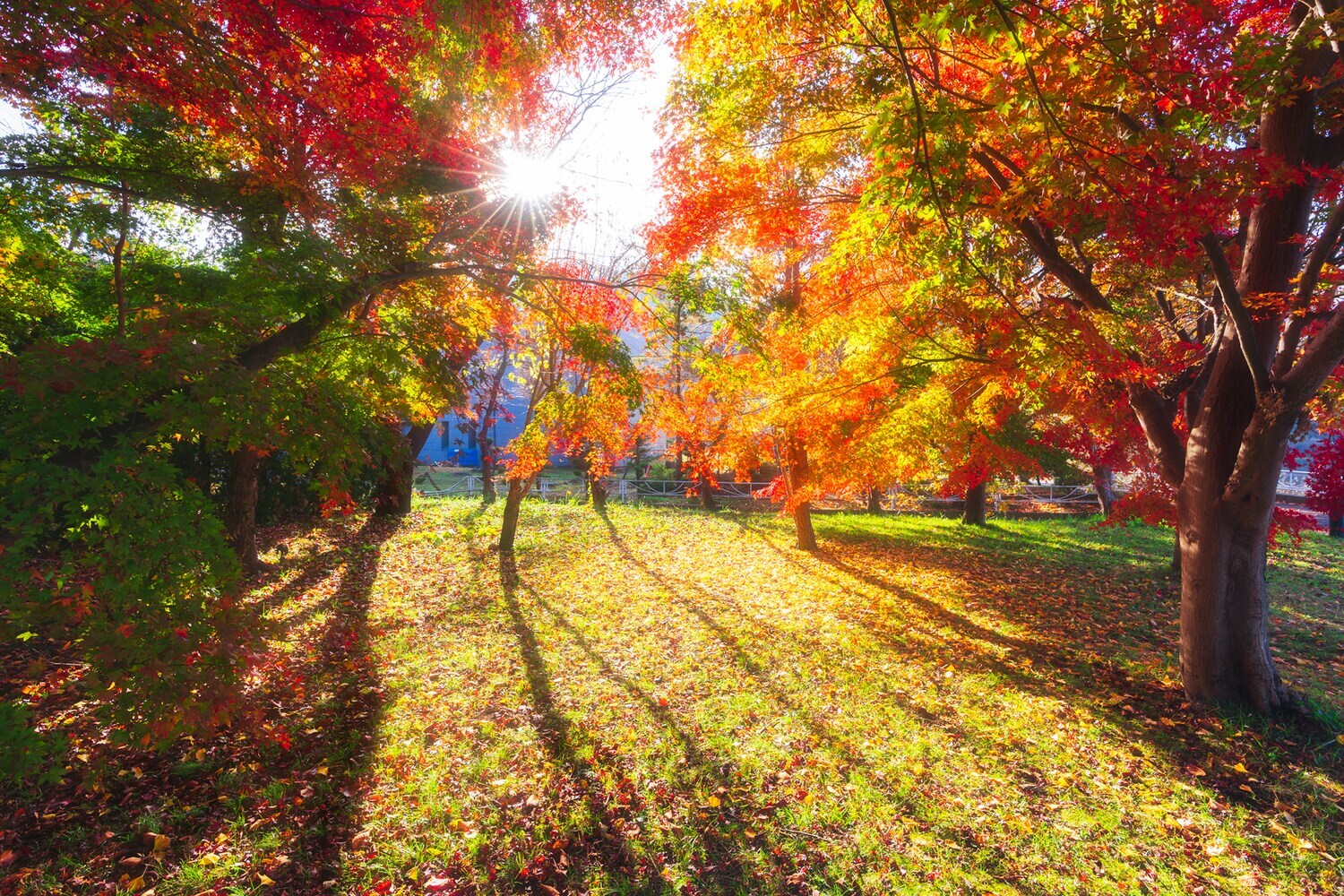 Bunte Bäume im Herbst