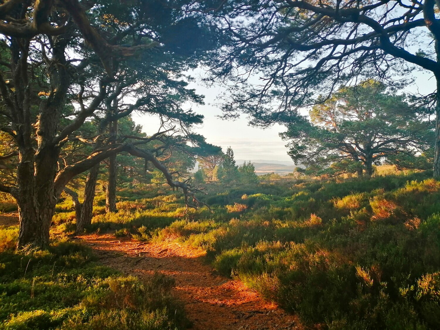 Ein Weg durch einen Wald