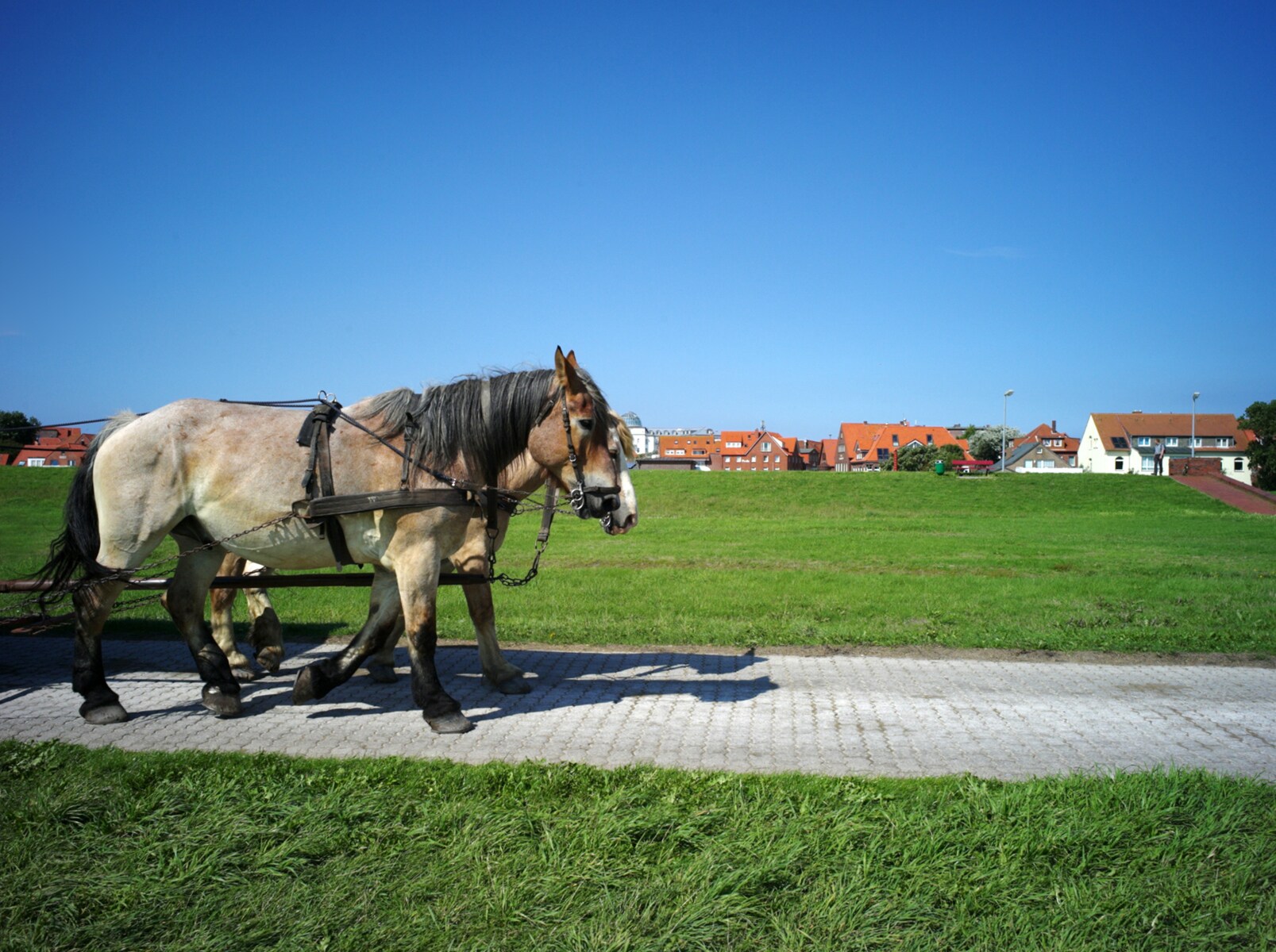 Zwei Pferde ziehen eine Kutsche durch eine flache Graslandschaft