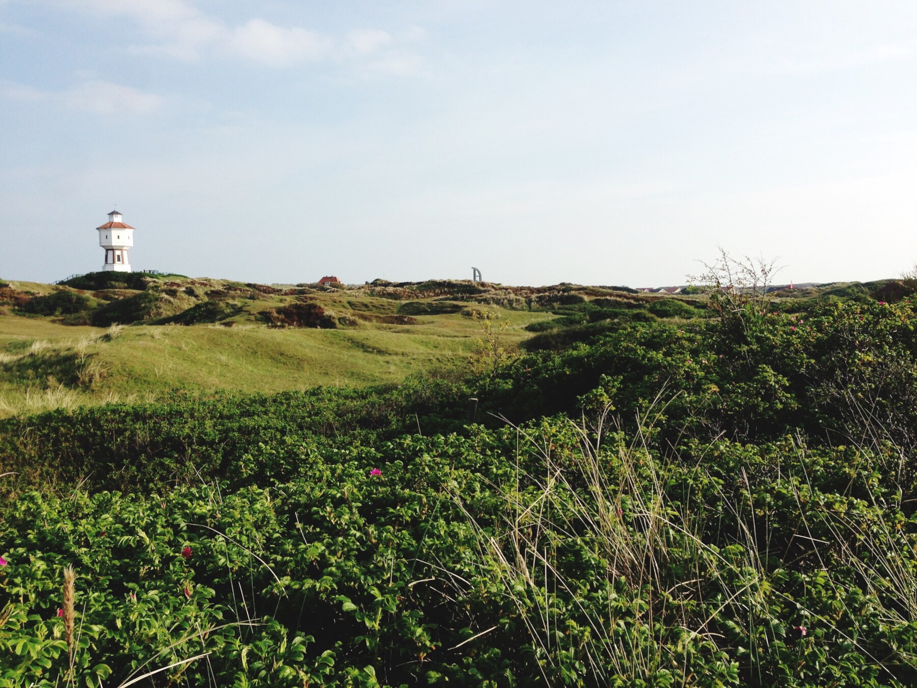 Grüne Weidelandschaft in den Dünen mit Leuchtturm