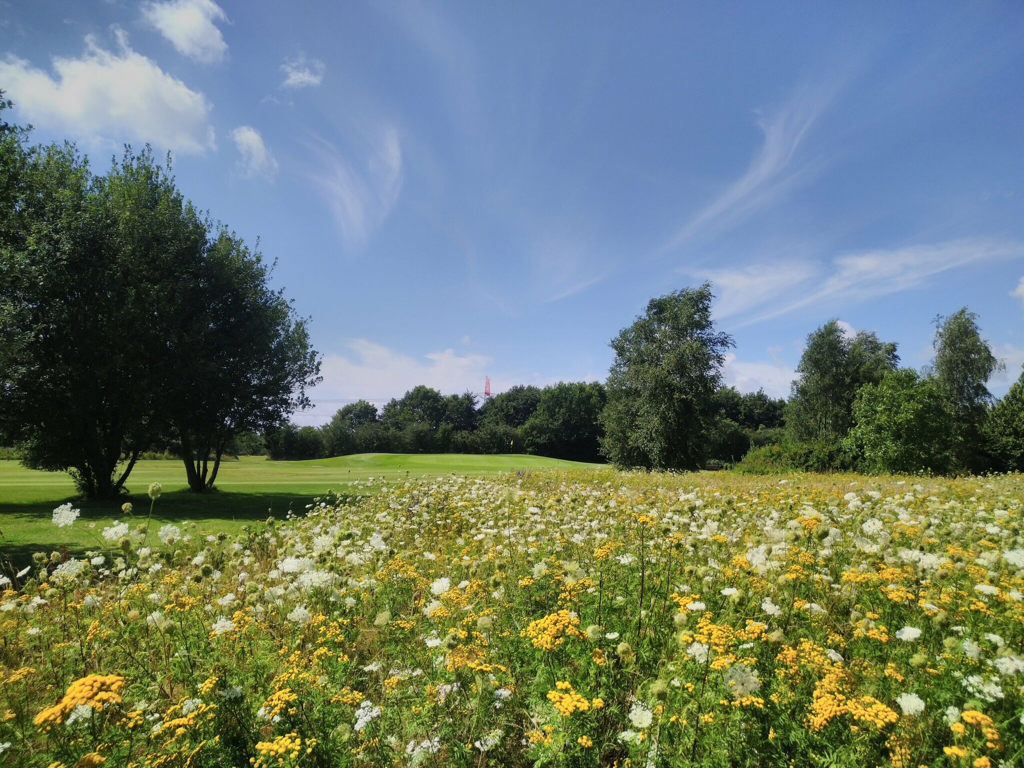 Eine Blumenwiese auf einem Golfplatz