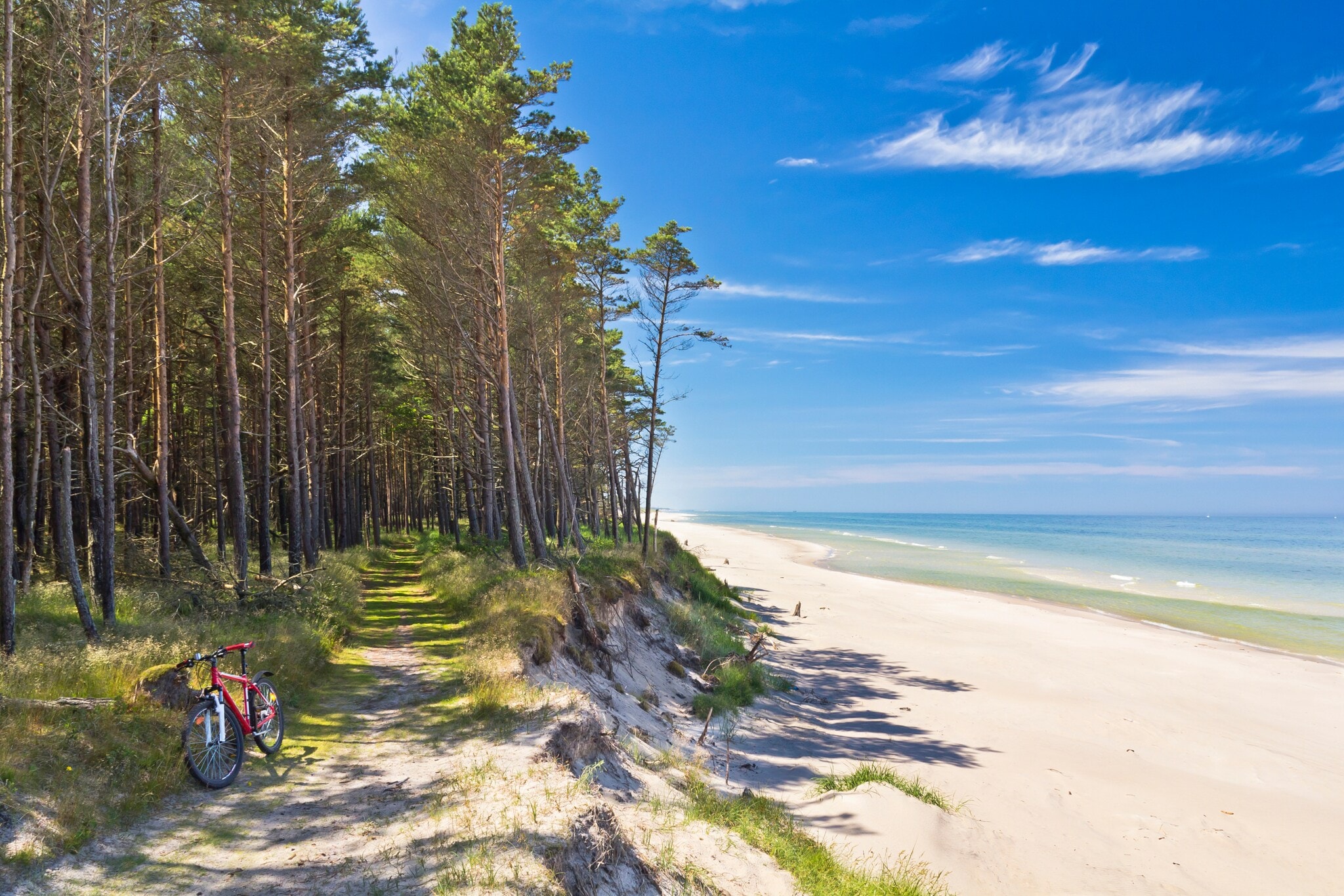 Blick auf einen Sandstrand, an den ein Wald angrenzt