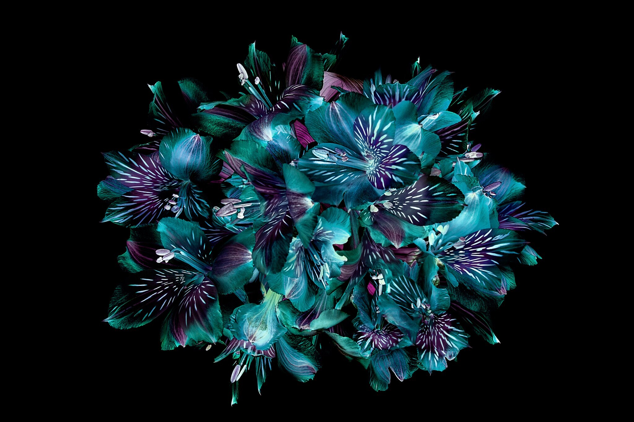 Blumen in Blau, Lila und Grün vor einem schwarzen Hintergrund