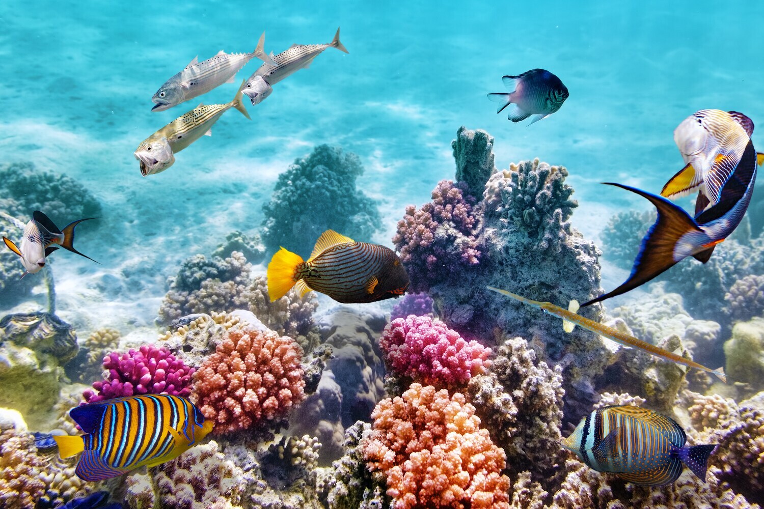 Unterwasserfotografie eines Korallenriffs mit exotischen Fischen.