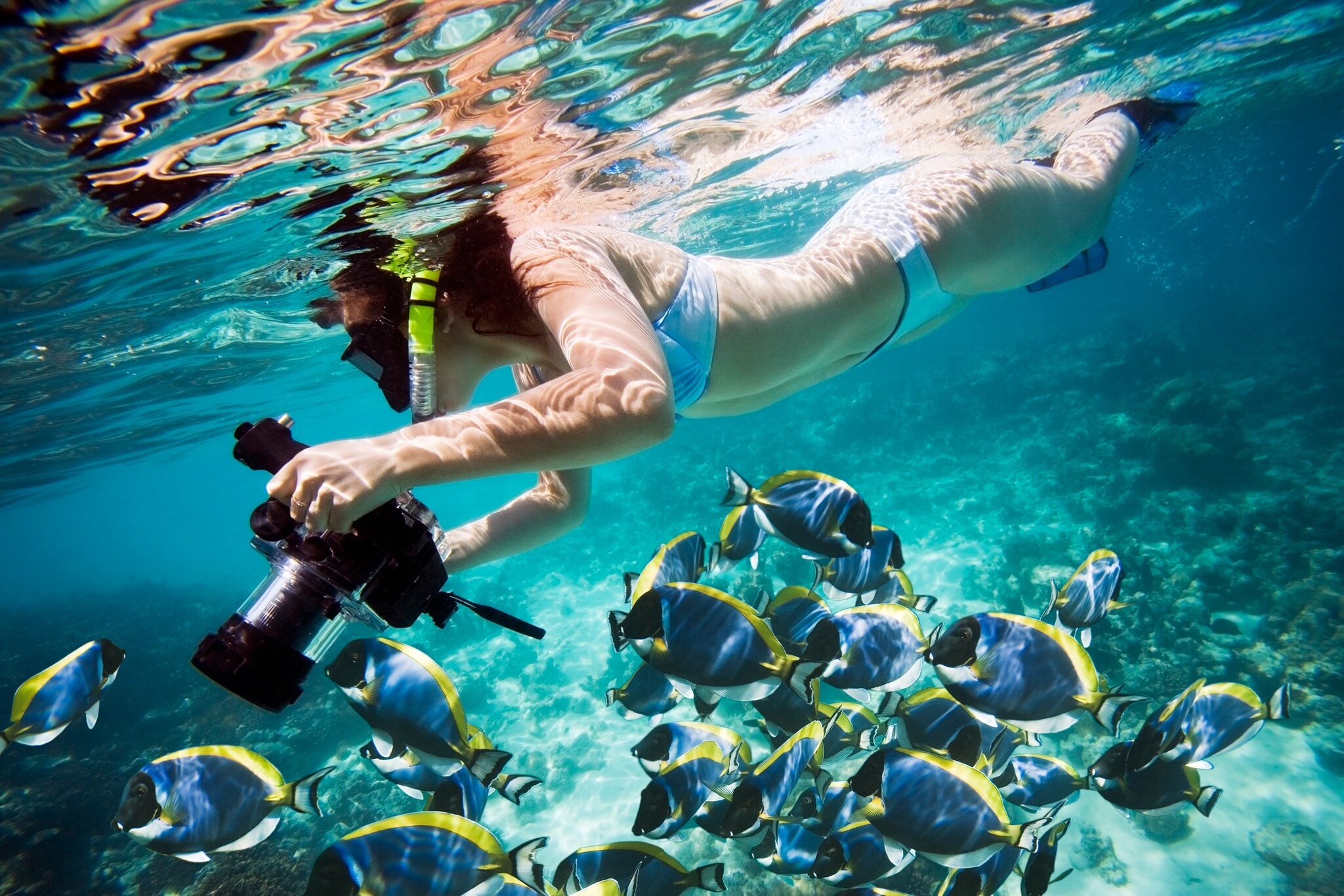 Eine Frau schnorchelt und hält dabei eine Kamera in der Hand, unter ihr ist ein Schwarm exotischer Fische. Eine Frau schnorchelt und hält dabei eine Kamera in der Hand, unter ihr ist ein Schwarm exotischer Fische.