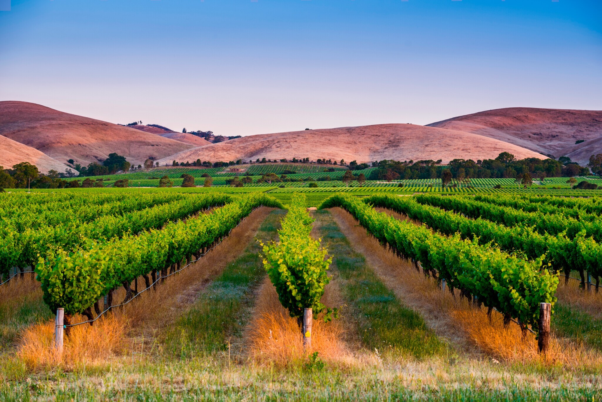 Hügeliges Weinbaugebiet mit grünen Rebstöcken in Reihe im Abendlicht
